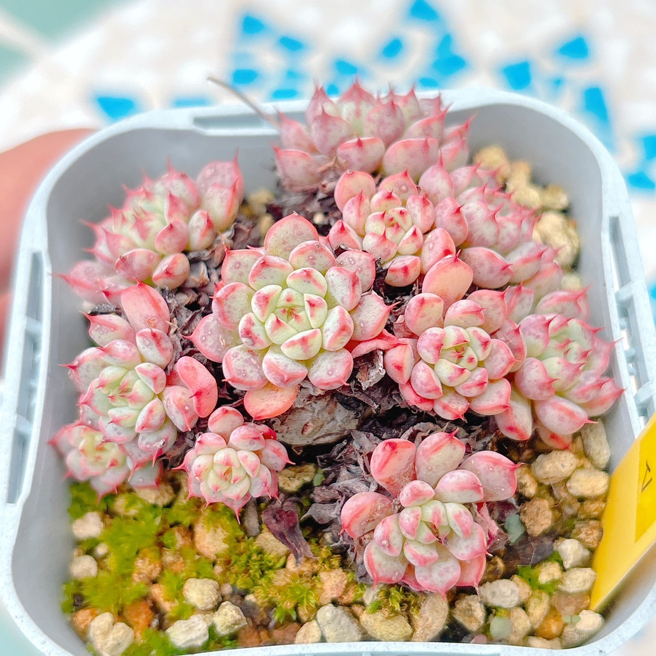 原種ミニマ A品 17