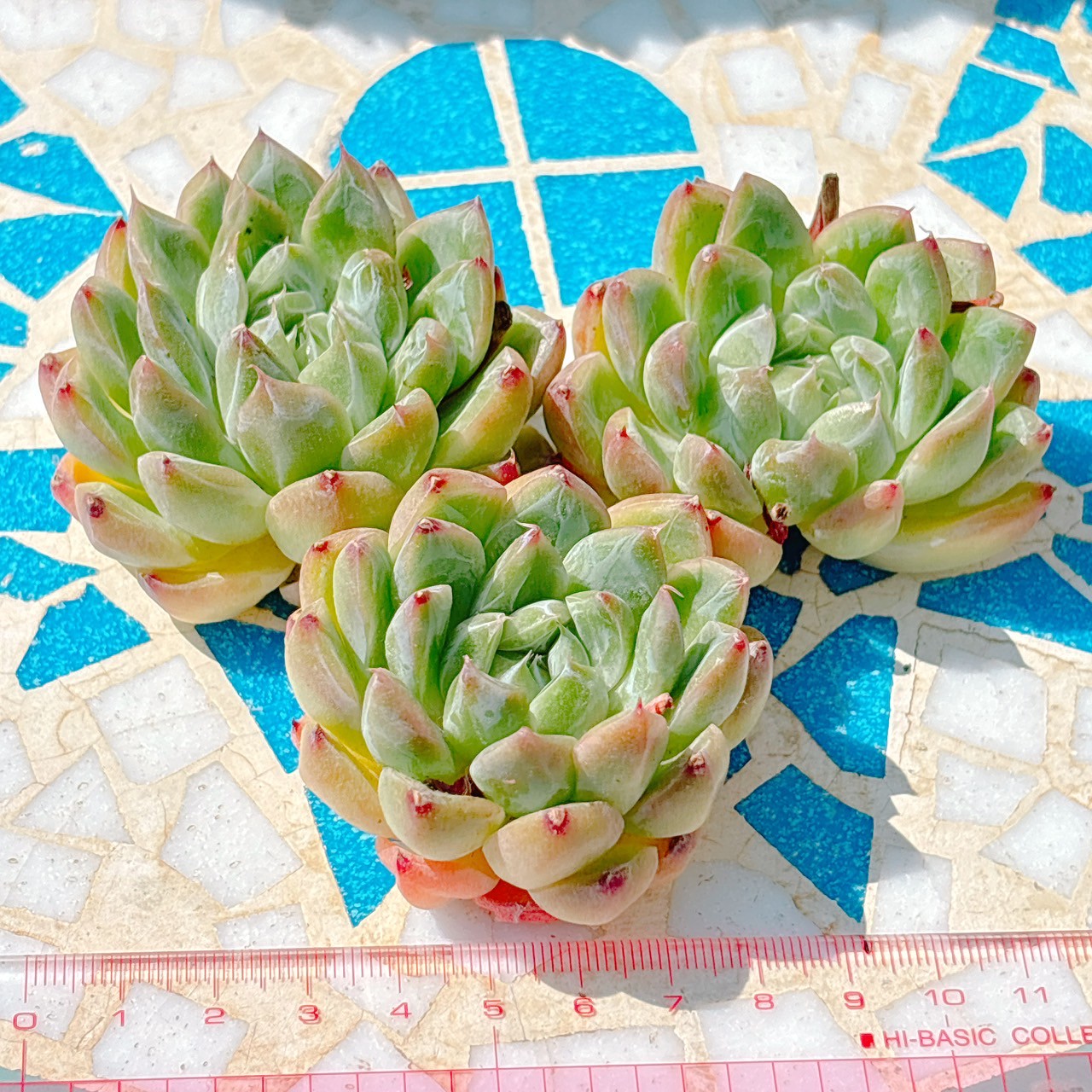 アイスマウンテン×ラウイ A品