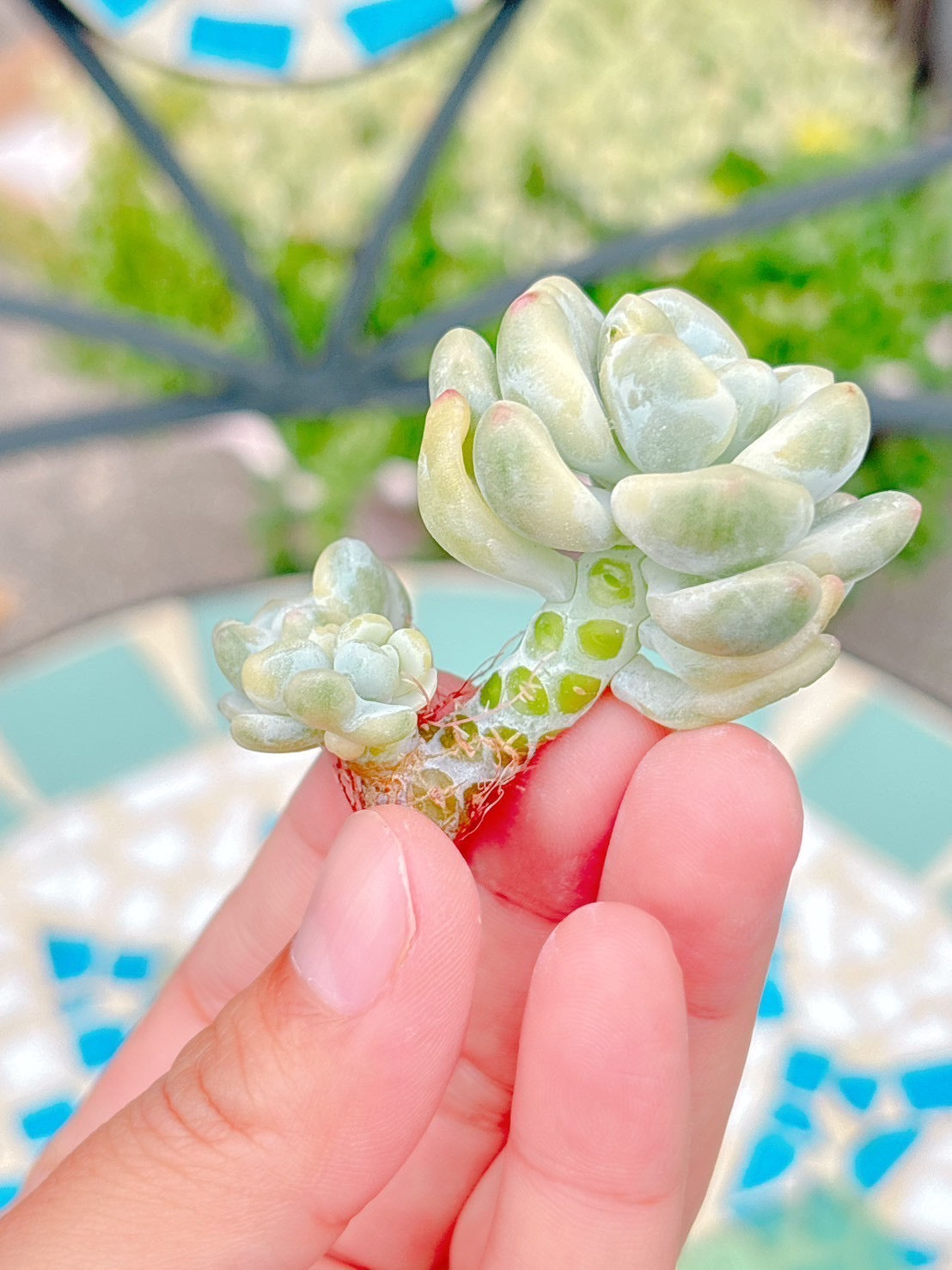 クラバツム錦 A品