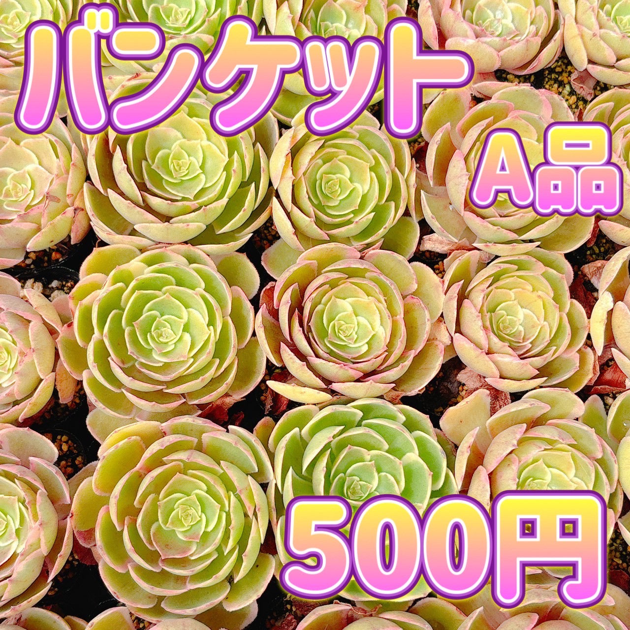 バンケット A品 – Bull Succulent