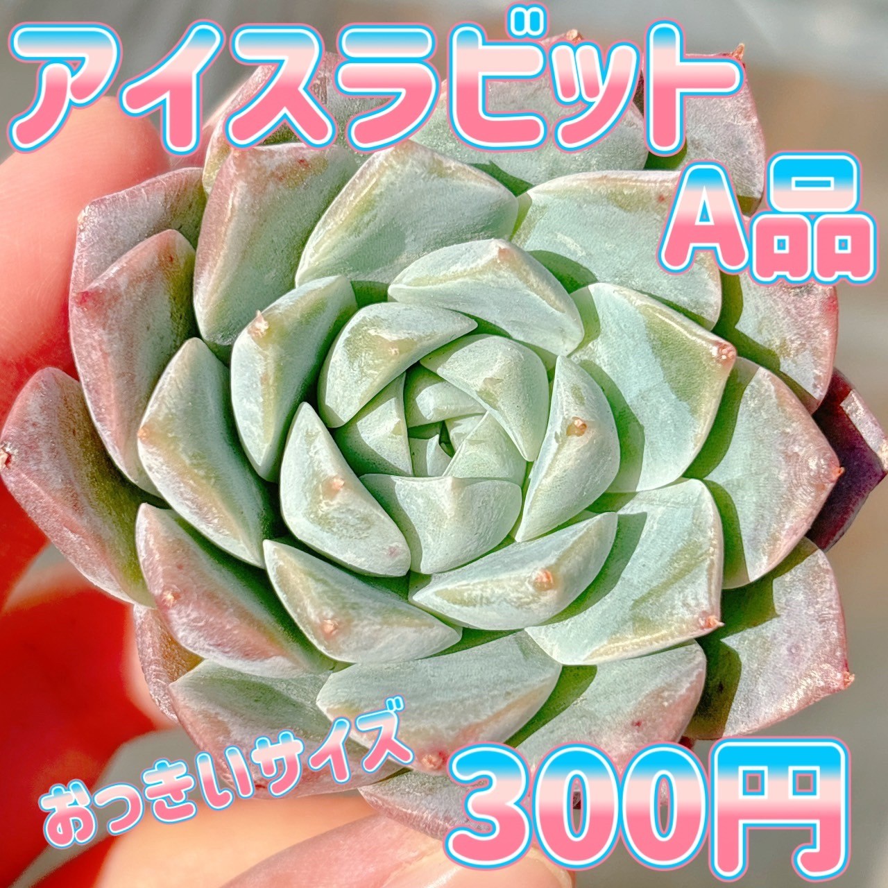 LEITZ デジタル温度計 eシリーズ 5角 レンツ アイロン レンツ デジタル