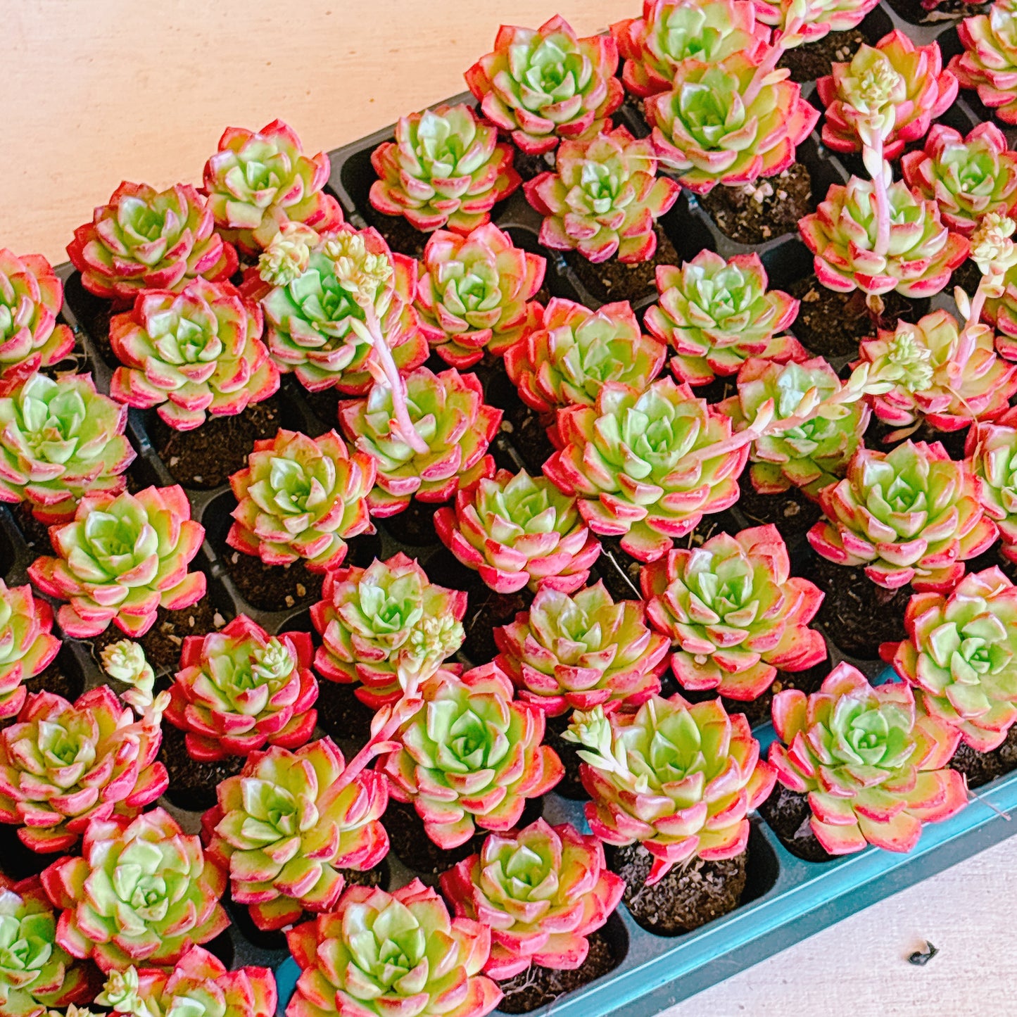 レティジア A品 プラグ苗