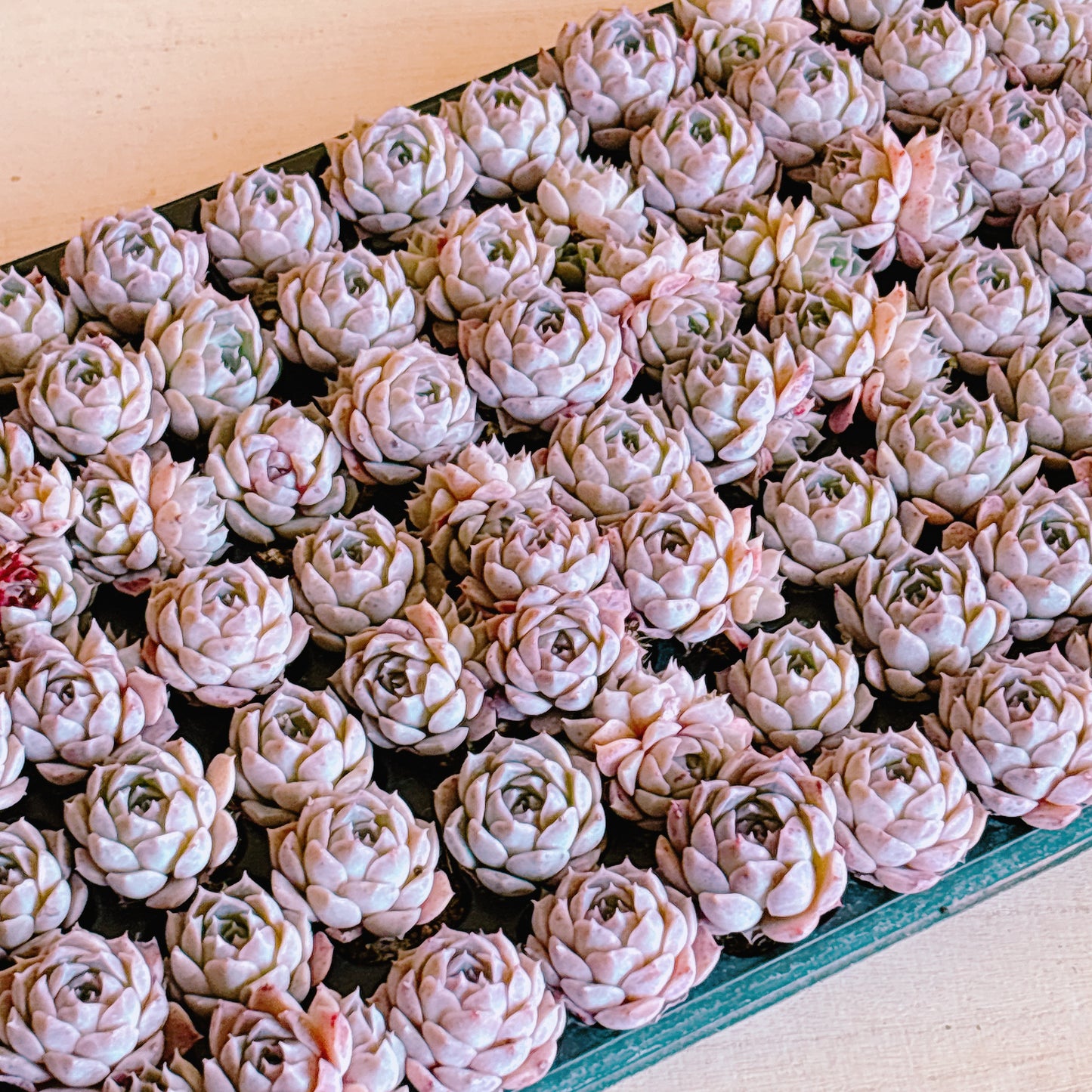 ポセイドン A品 プラグ苗