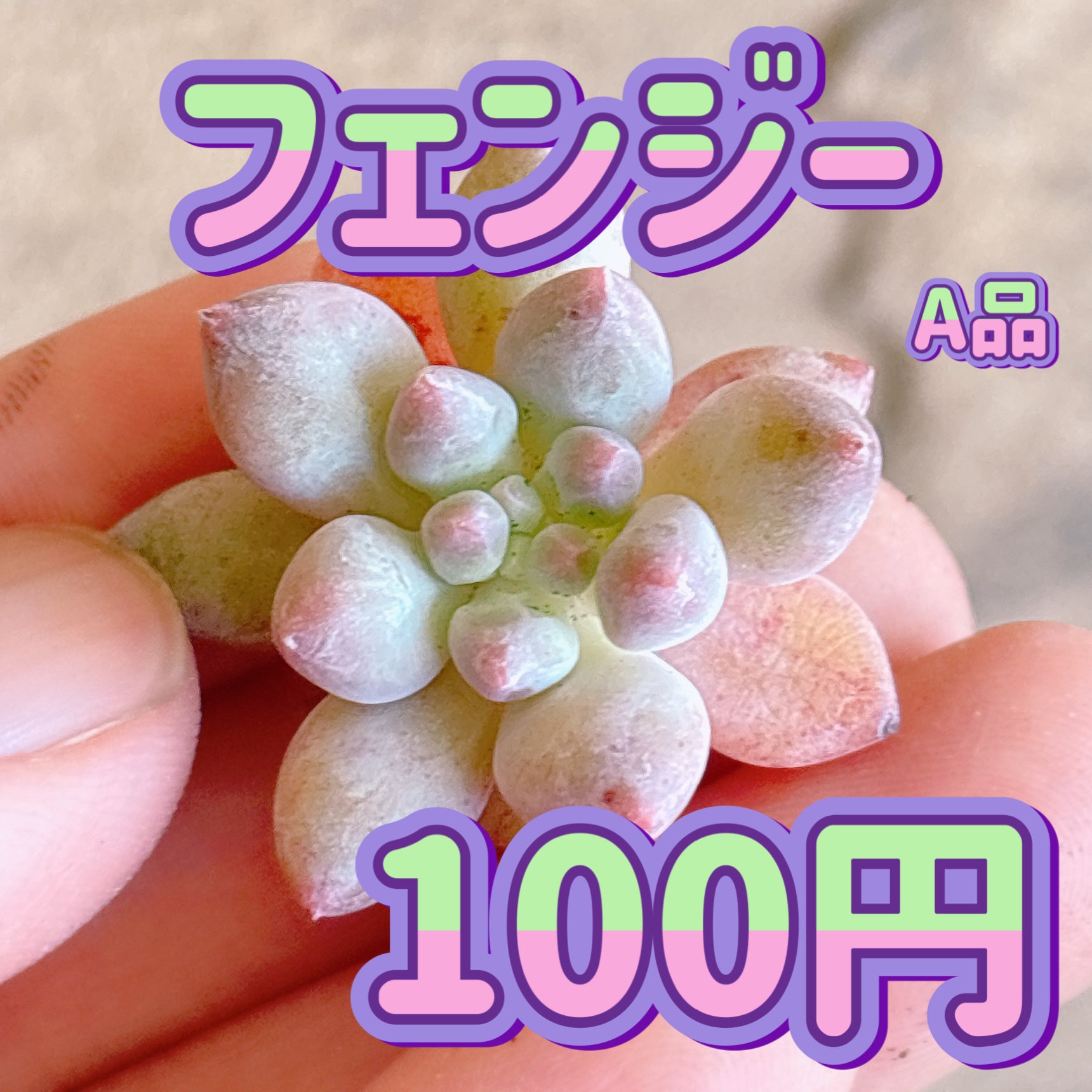 フェンジー A品 カット苗 – Bull Succulent