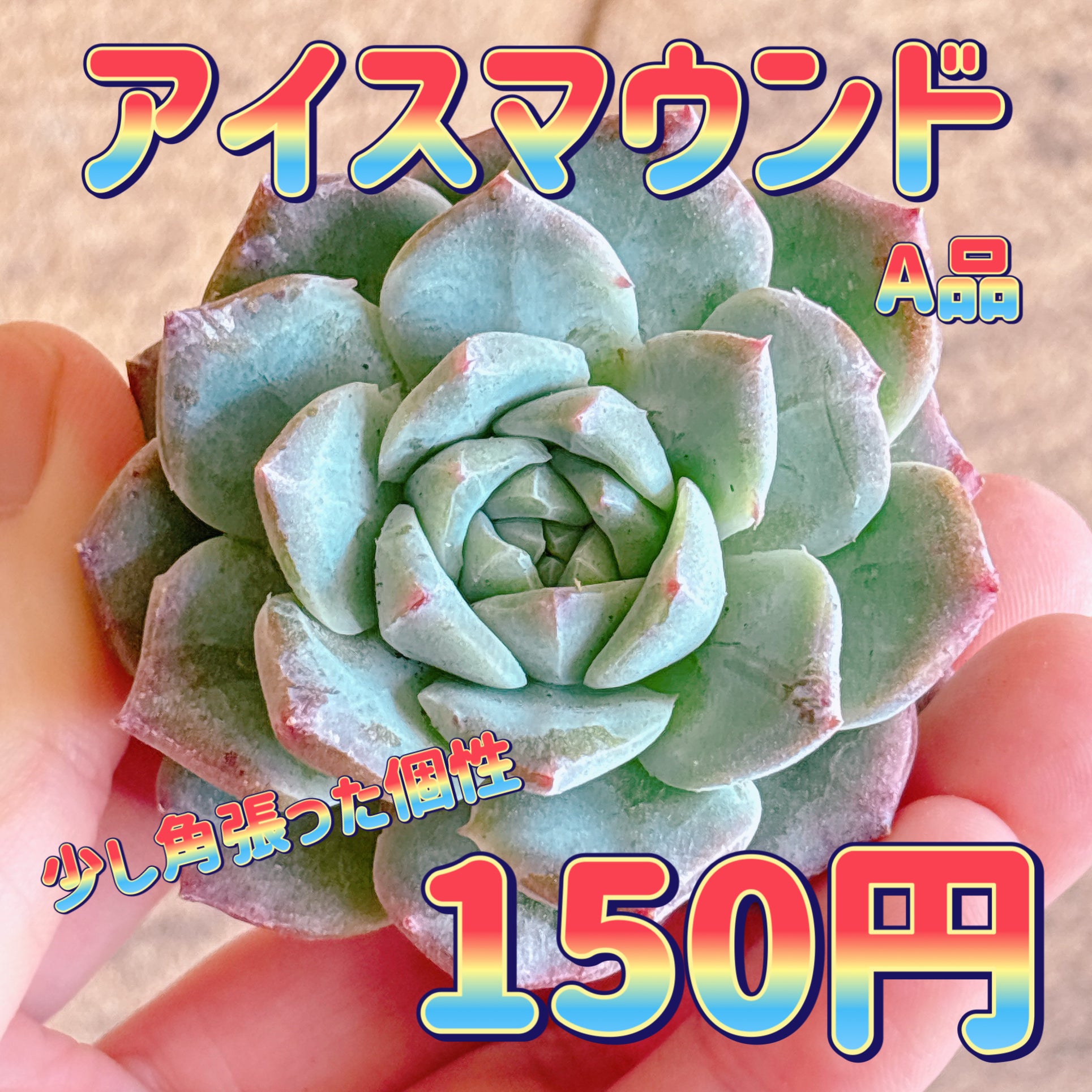 アイスマウンド A品 カット苗 – Bull Succulent