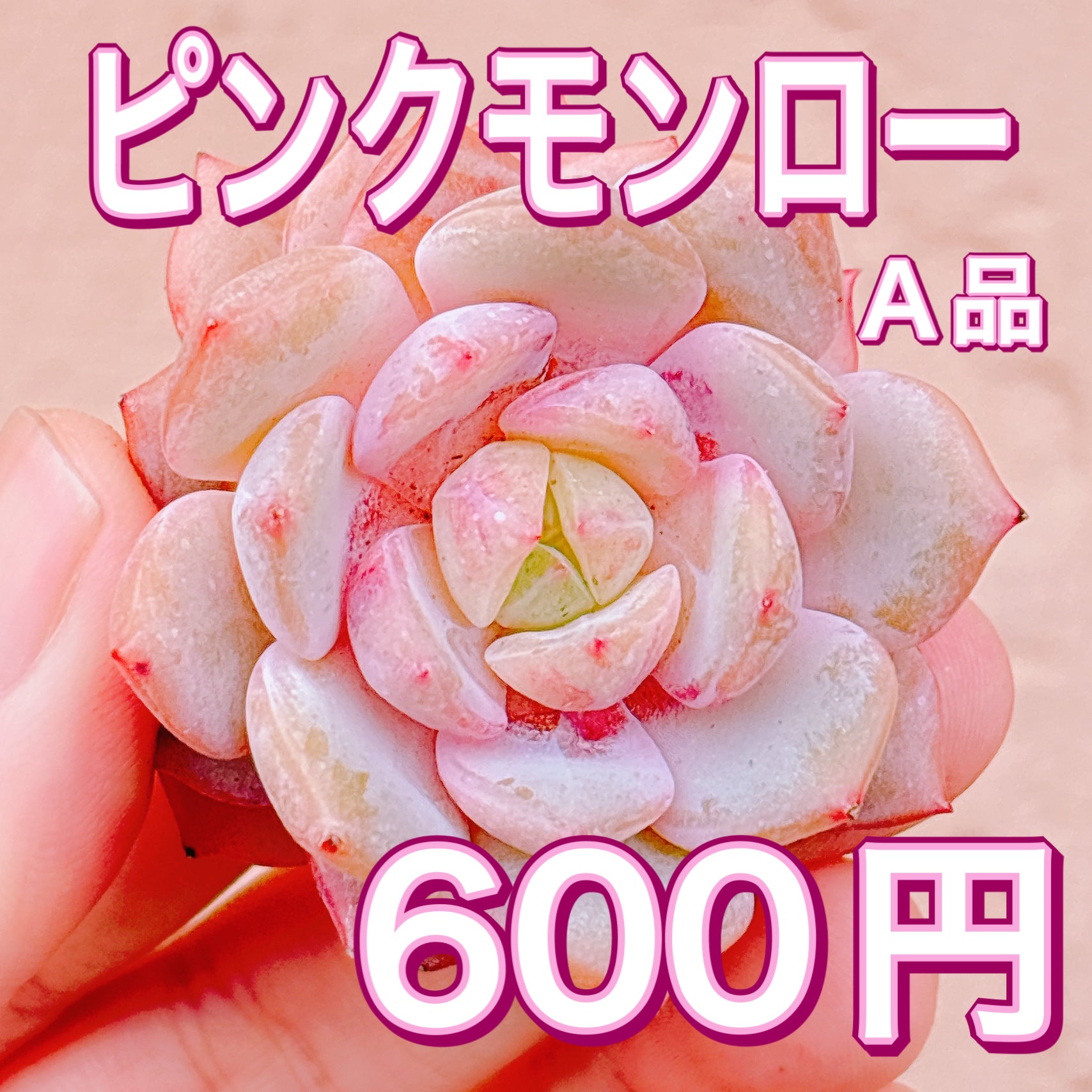 ピンクモンロー A品 カット苗 – Bull Succulent
