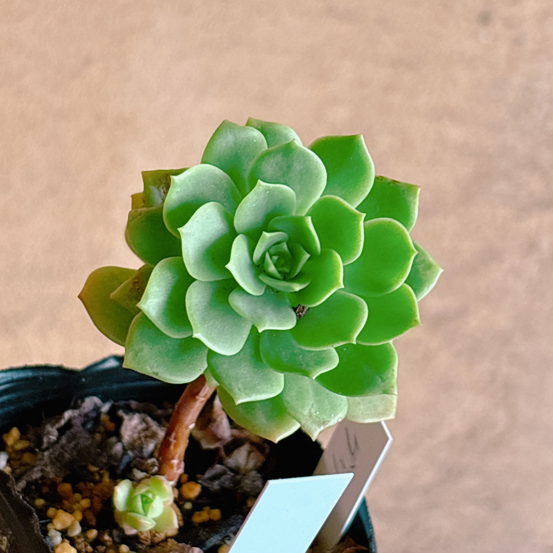 グリーンローズ 【1-15】 – Bull Succulent