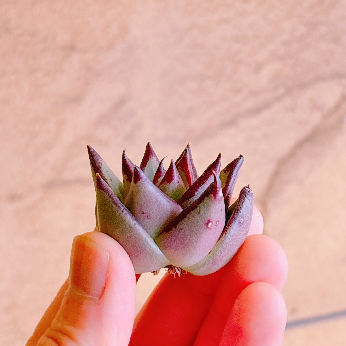 エボニー A品 カット苗