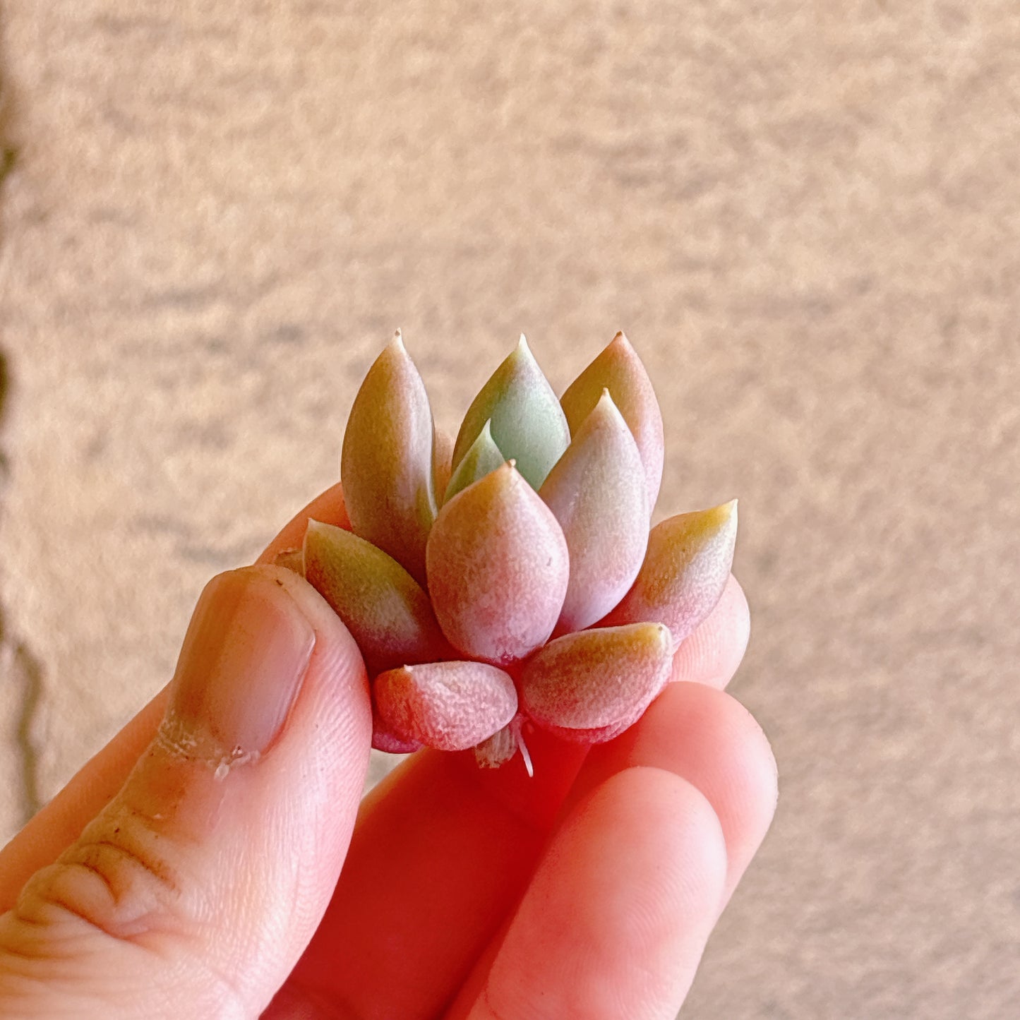レッドアイボリー A品 カット苗