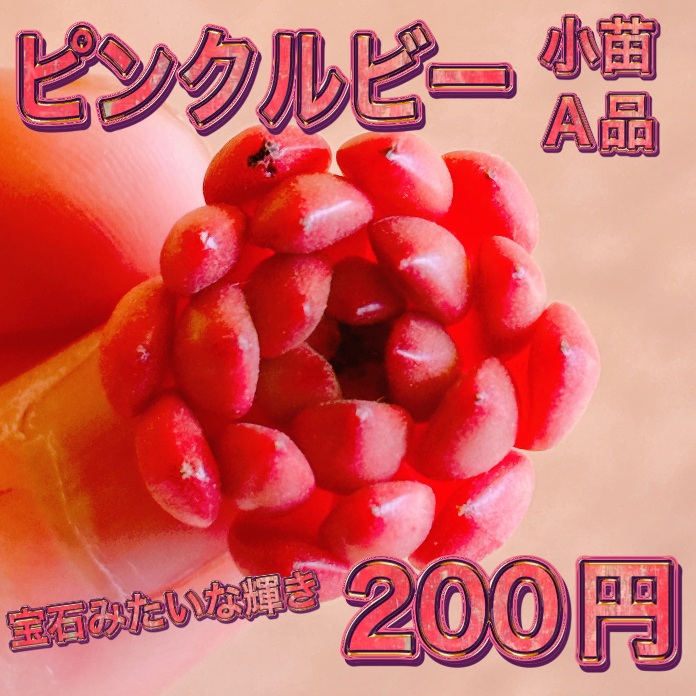 ピンクルビー A品 カット苗 – Bull Succulent