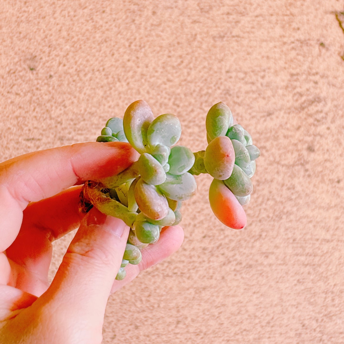 トム・サム A品 カット苗 134-19