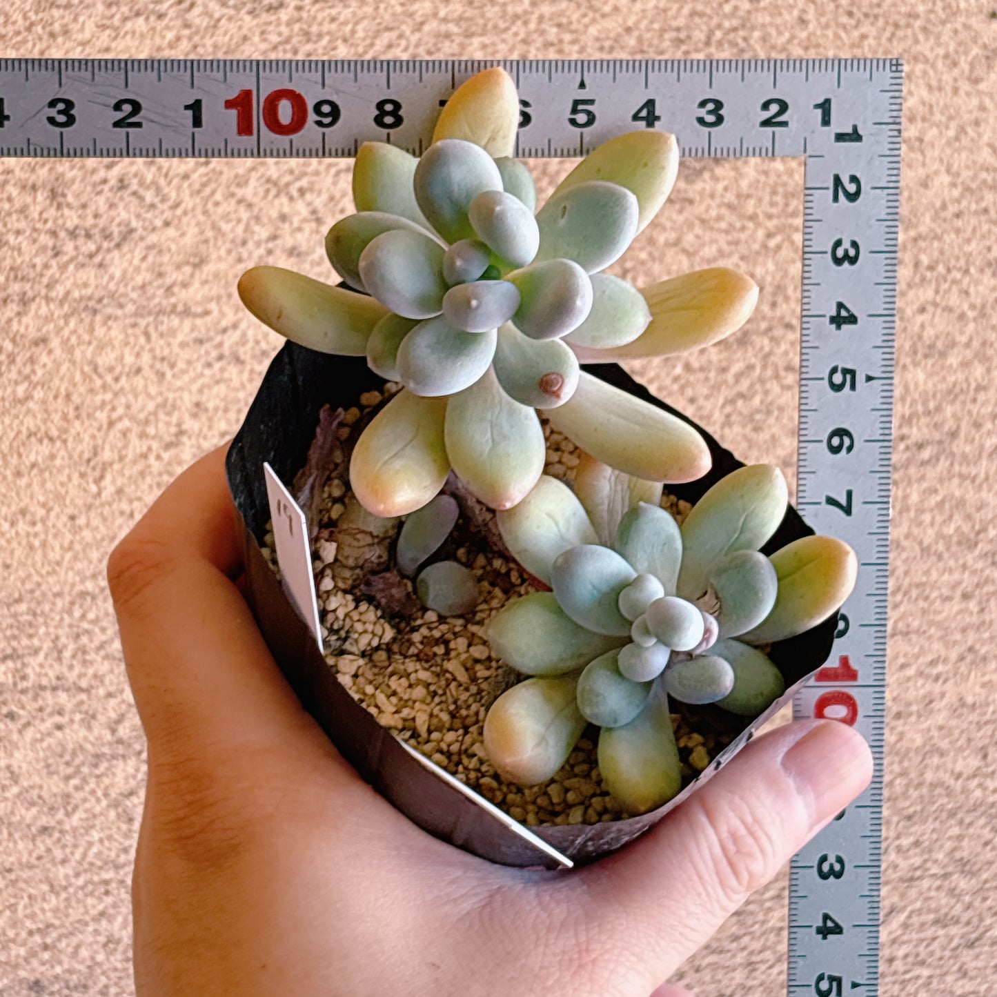 星美人 【4-19】