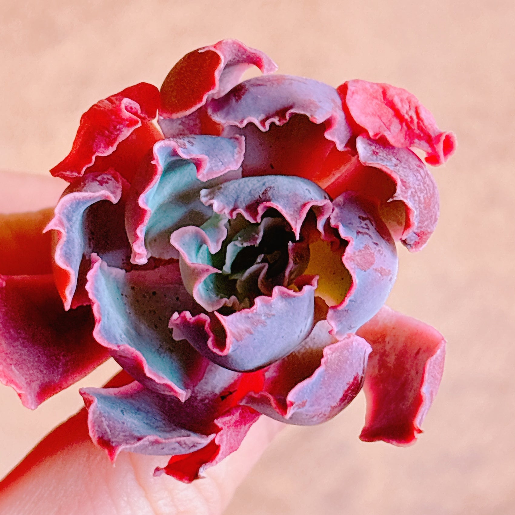 ネオンブレーカーズ A品 カット苗 – Bull Succulent