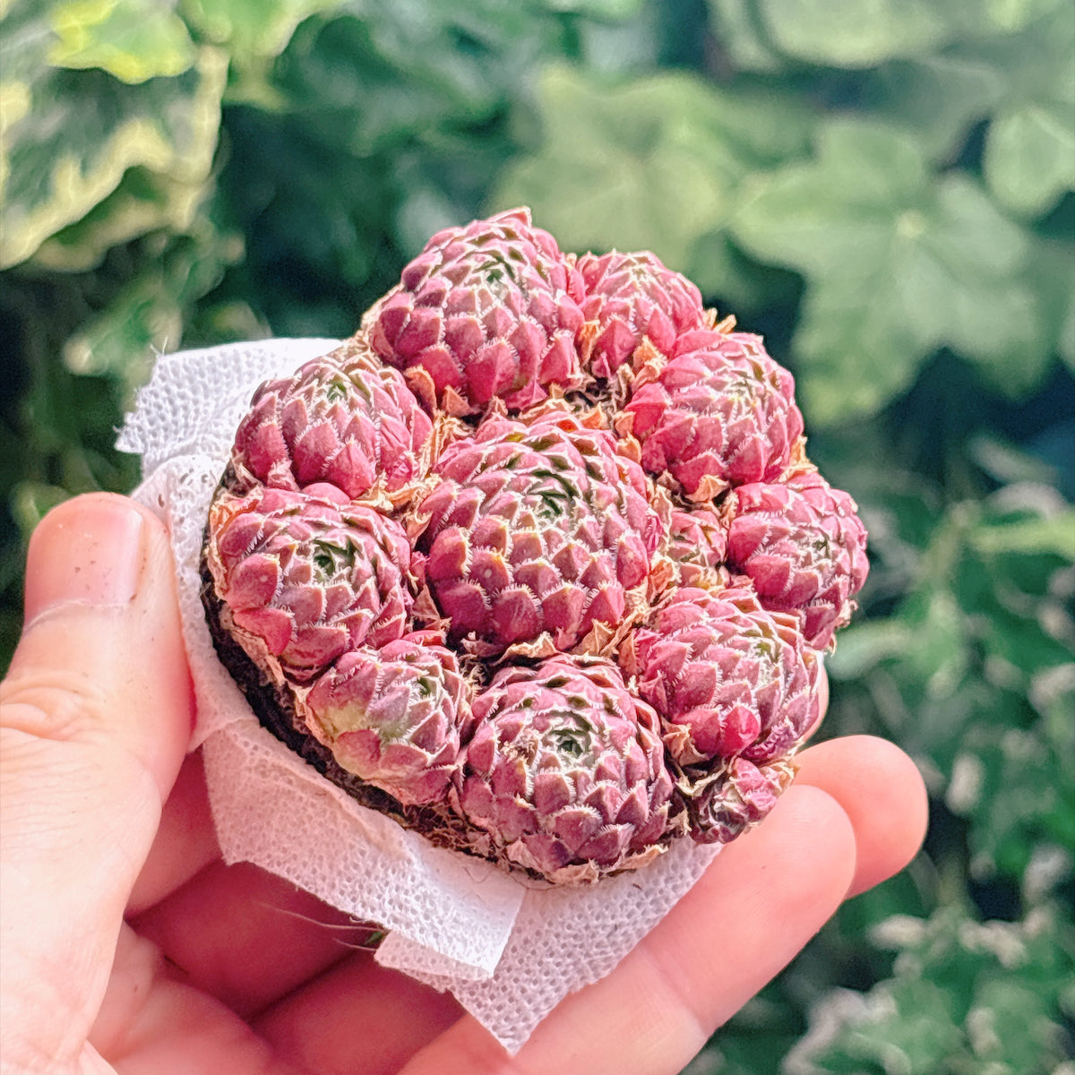 リツキー 特級品 根付き苗