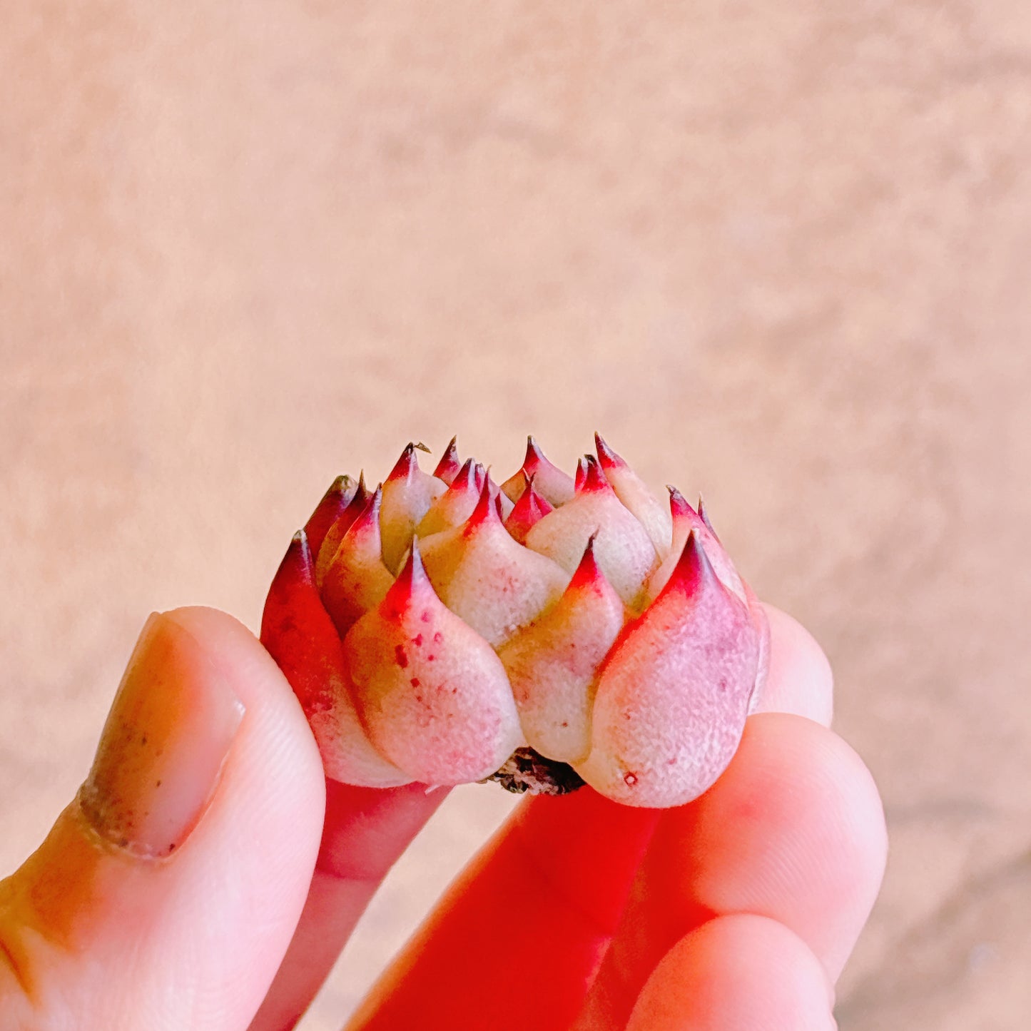 水蜜桃 A品 カット苗