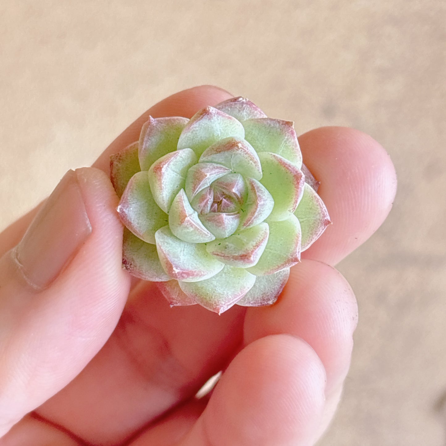 スプリングウォーター A品 カット苗