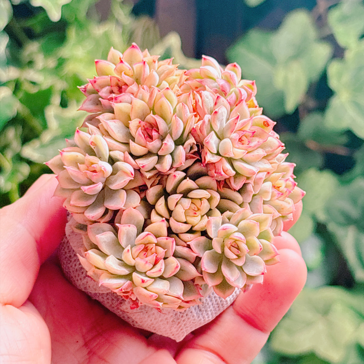 女雛錦 A品 根付き苗