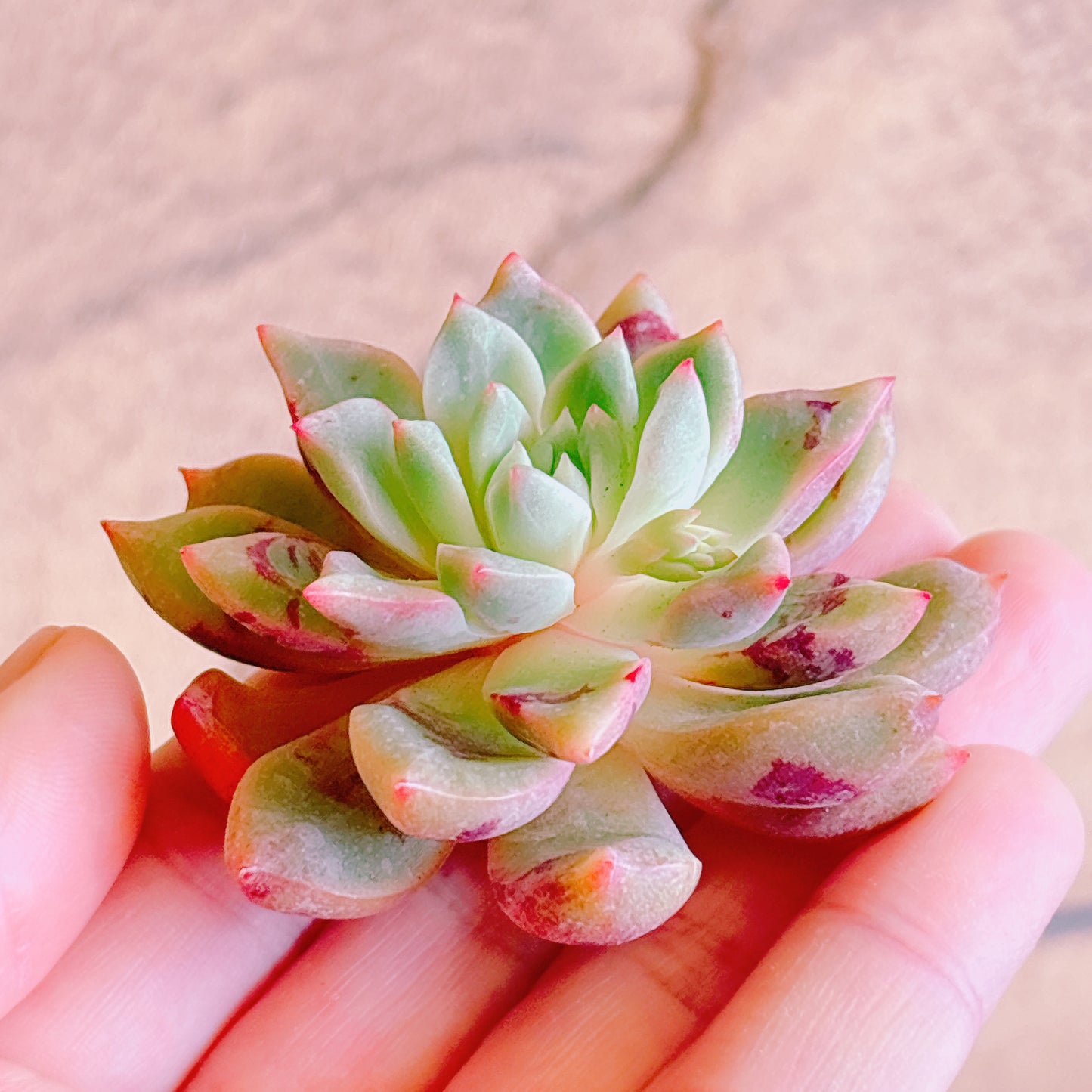 ブラッドスワロー A品 カット苗