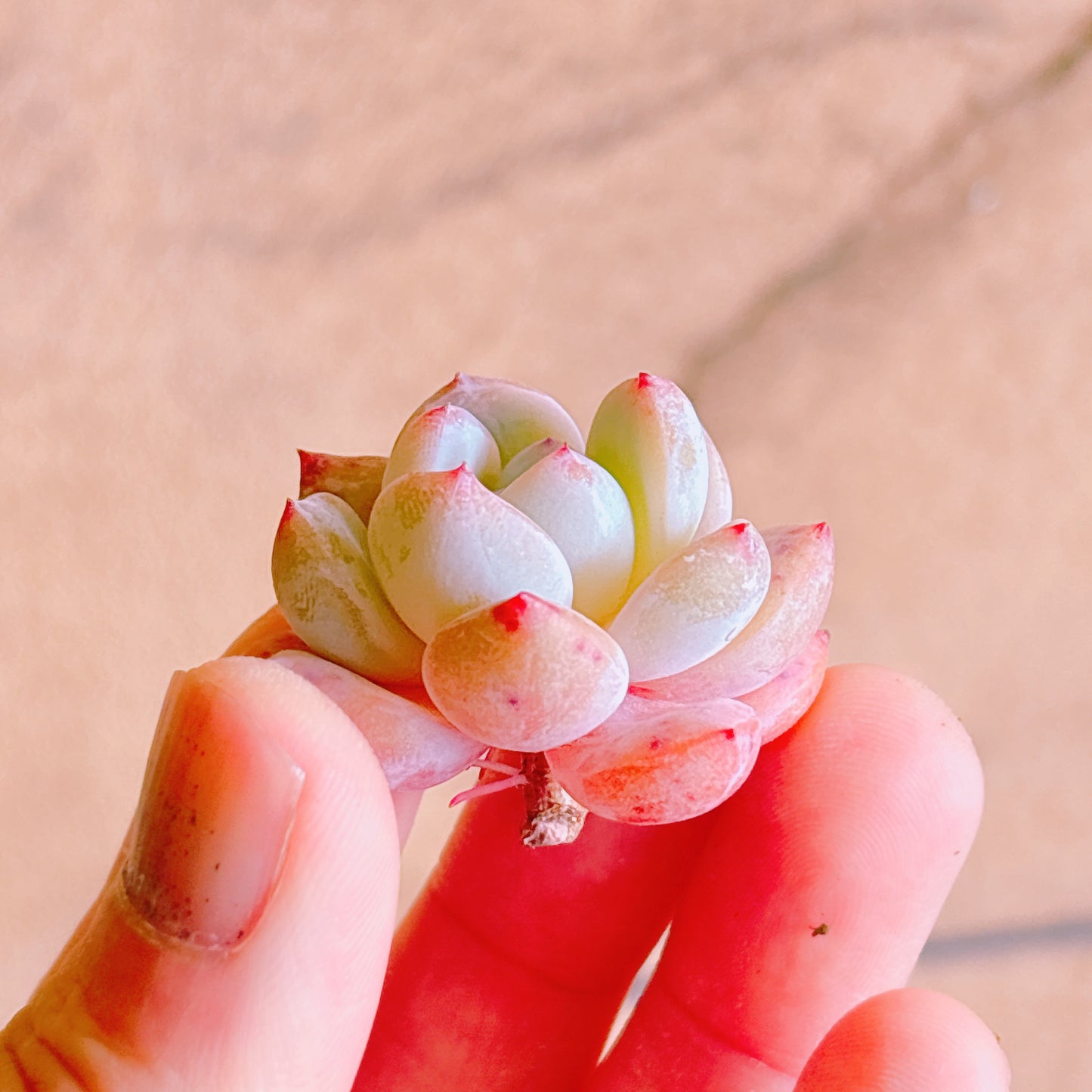 モンロースター A品 カット苗