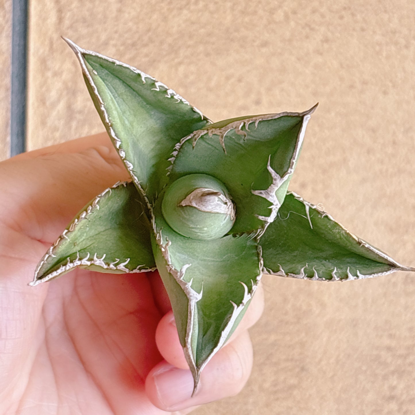 南極星 A品 カット苗