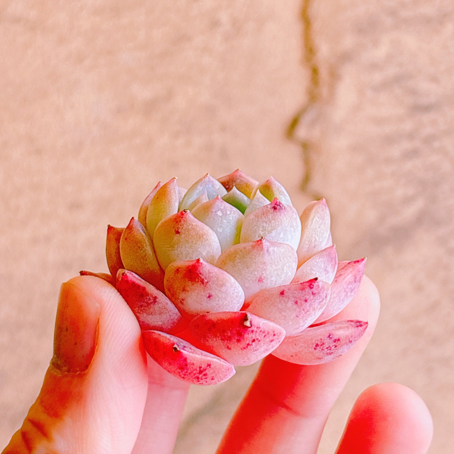 ジャスパー A品 カット苗