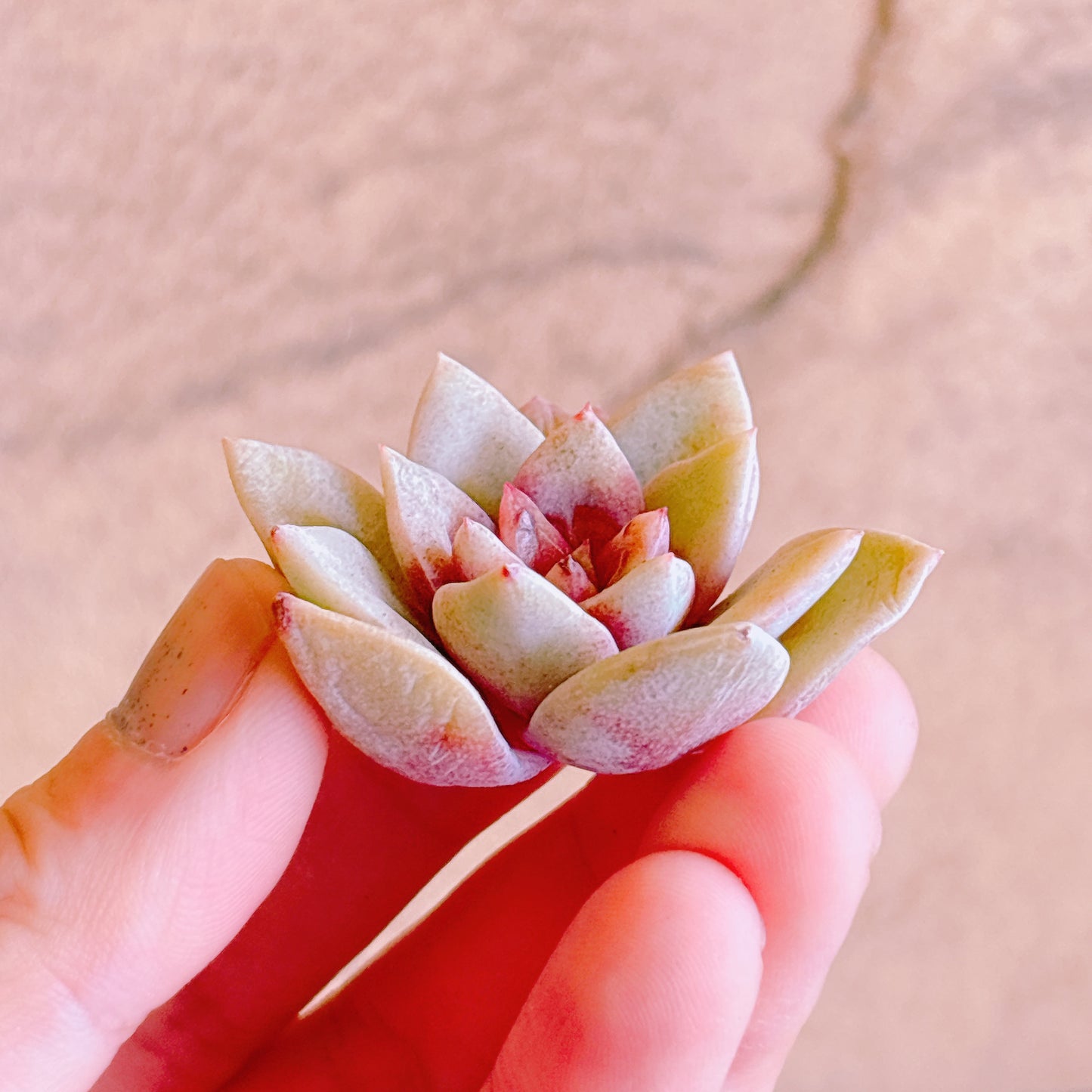 ジャーマンシャンペーン A品 カット苗