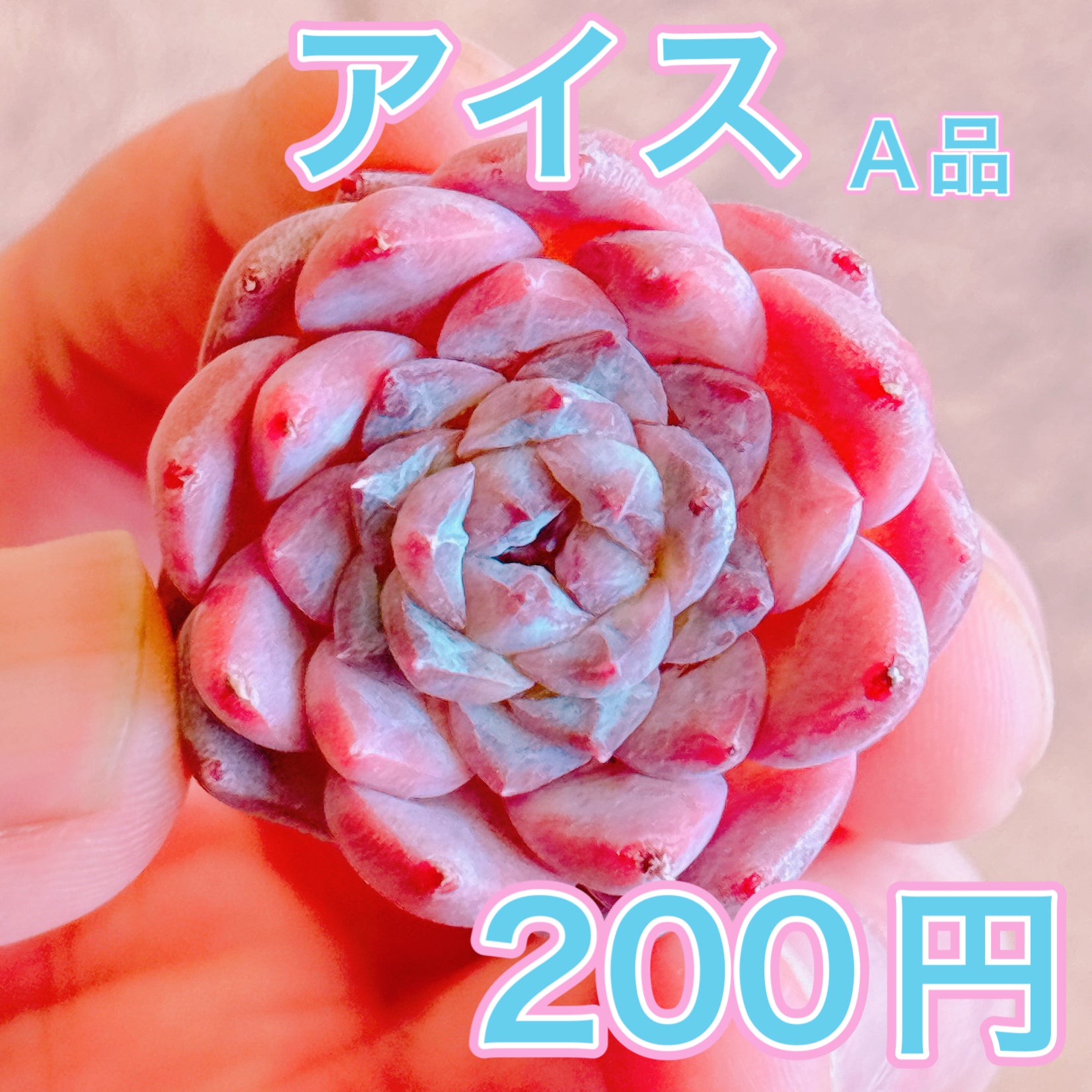 アイス A品 カット苗 – Bull Succulent