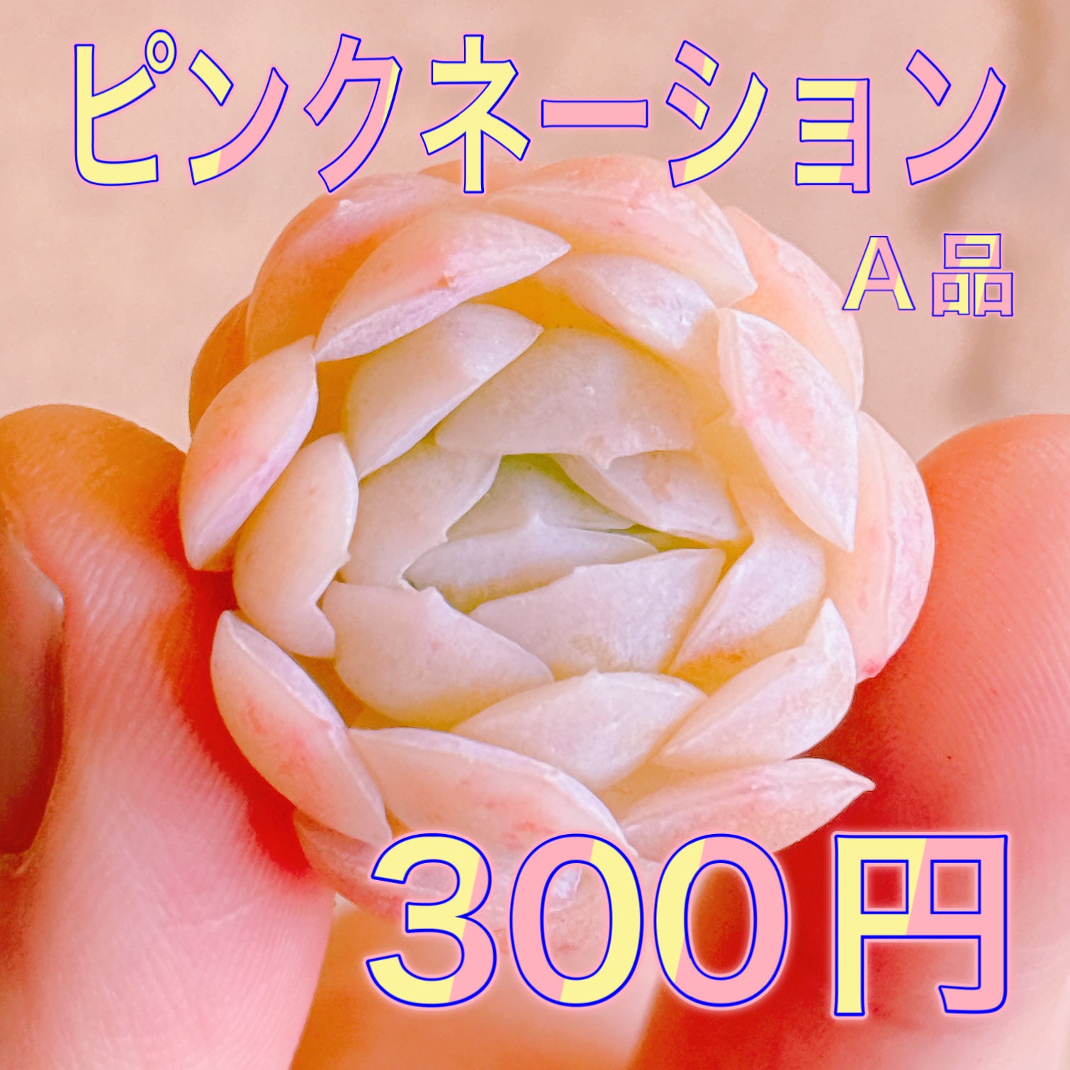 ピンクネーション A品 カット苗 – Bull Succulent