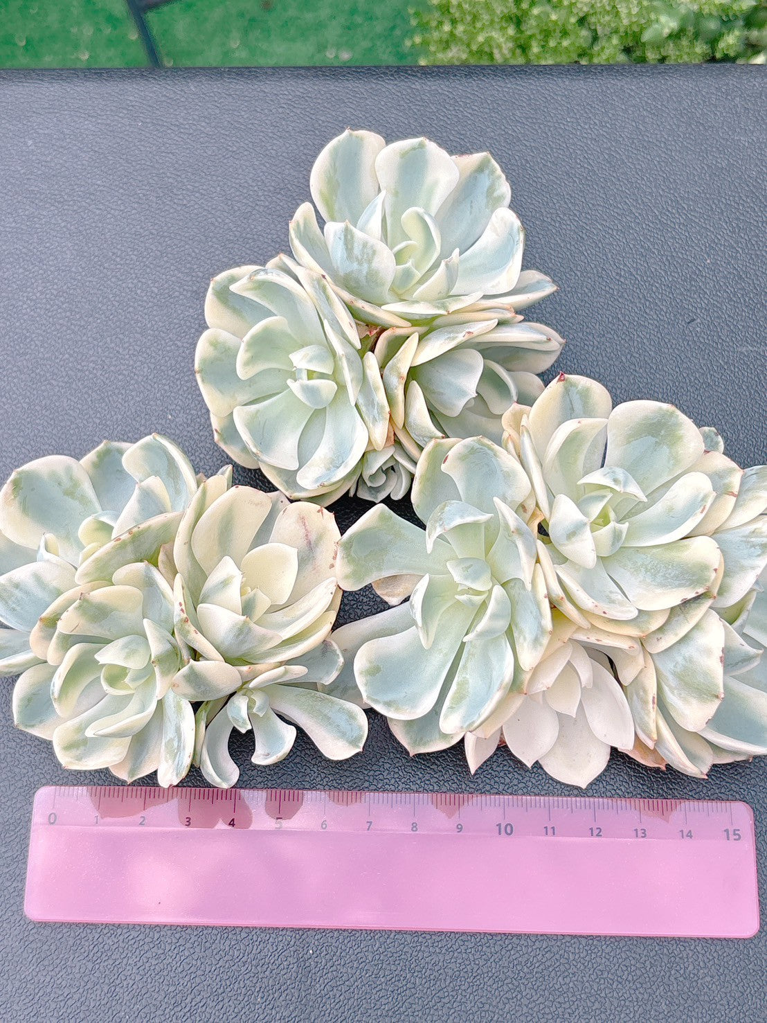 ルノーディーン群生 A品