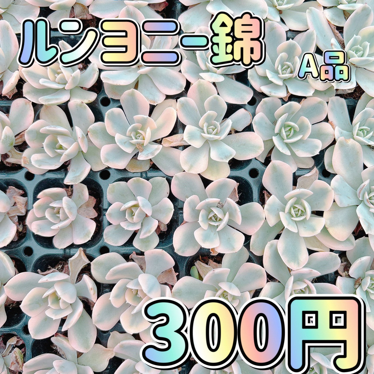 ルンヨニー錦 A品 プラグ苗 – Bull Succulent