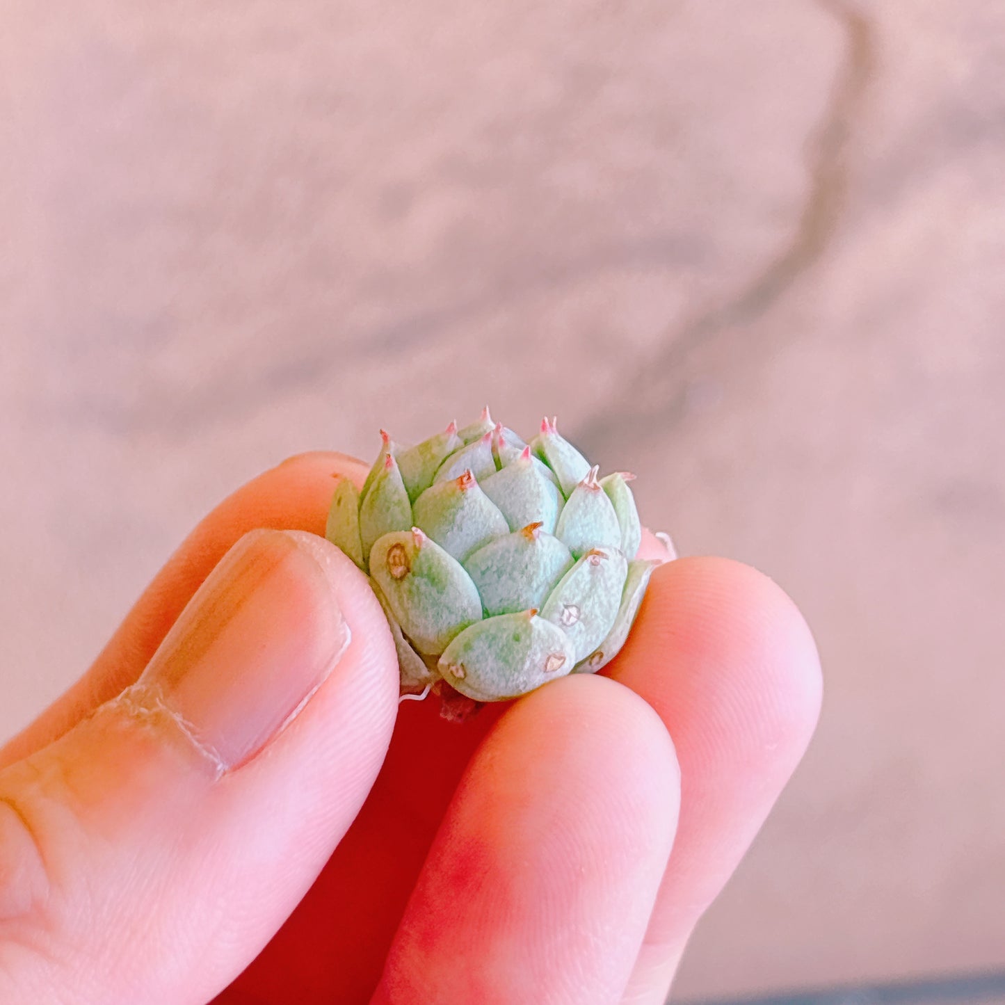 デレンベルギー A品 カット苗
