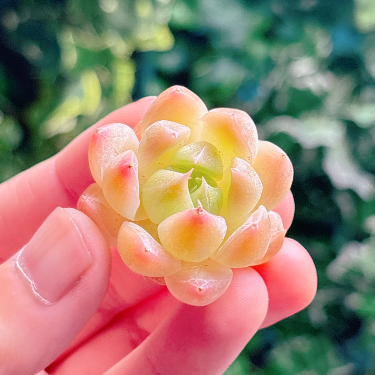 ティッピー錦 A品 カット苗