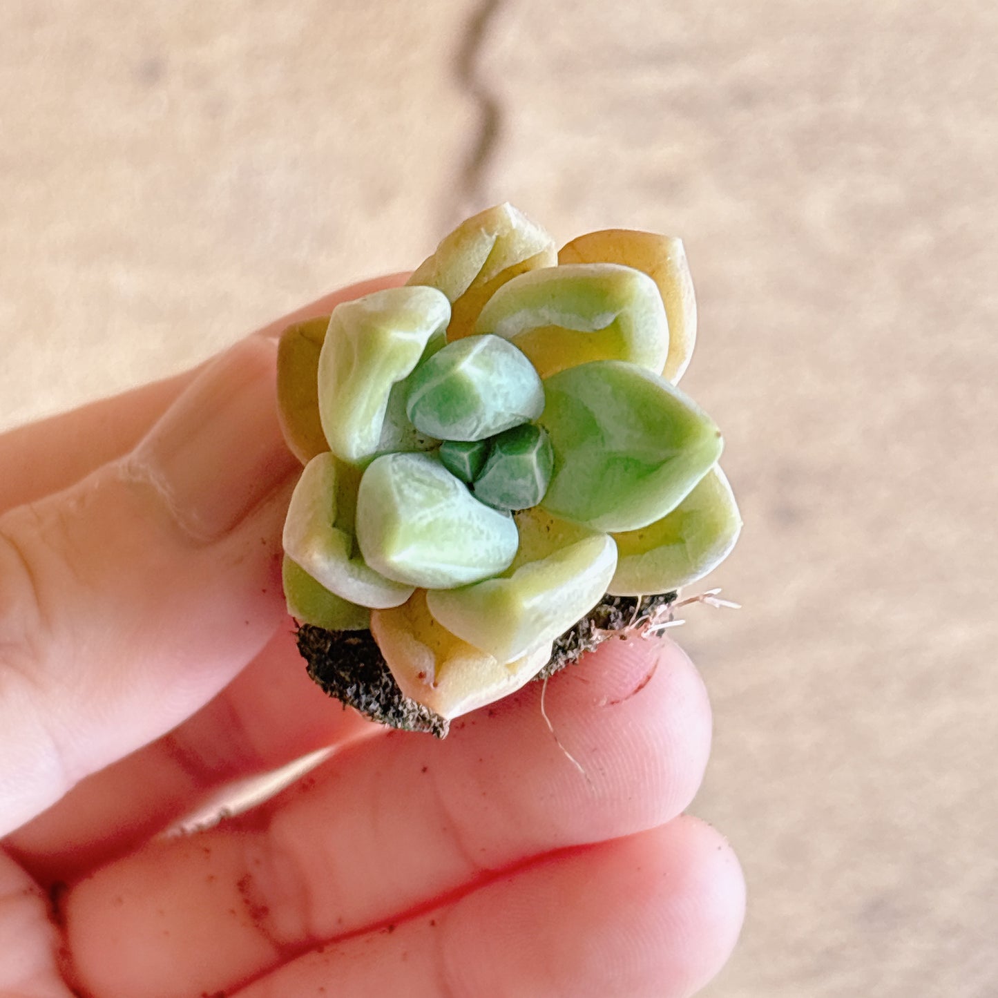 ウラクラ A品 プラグ苗