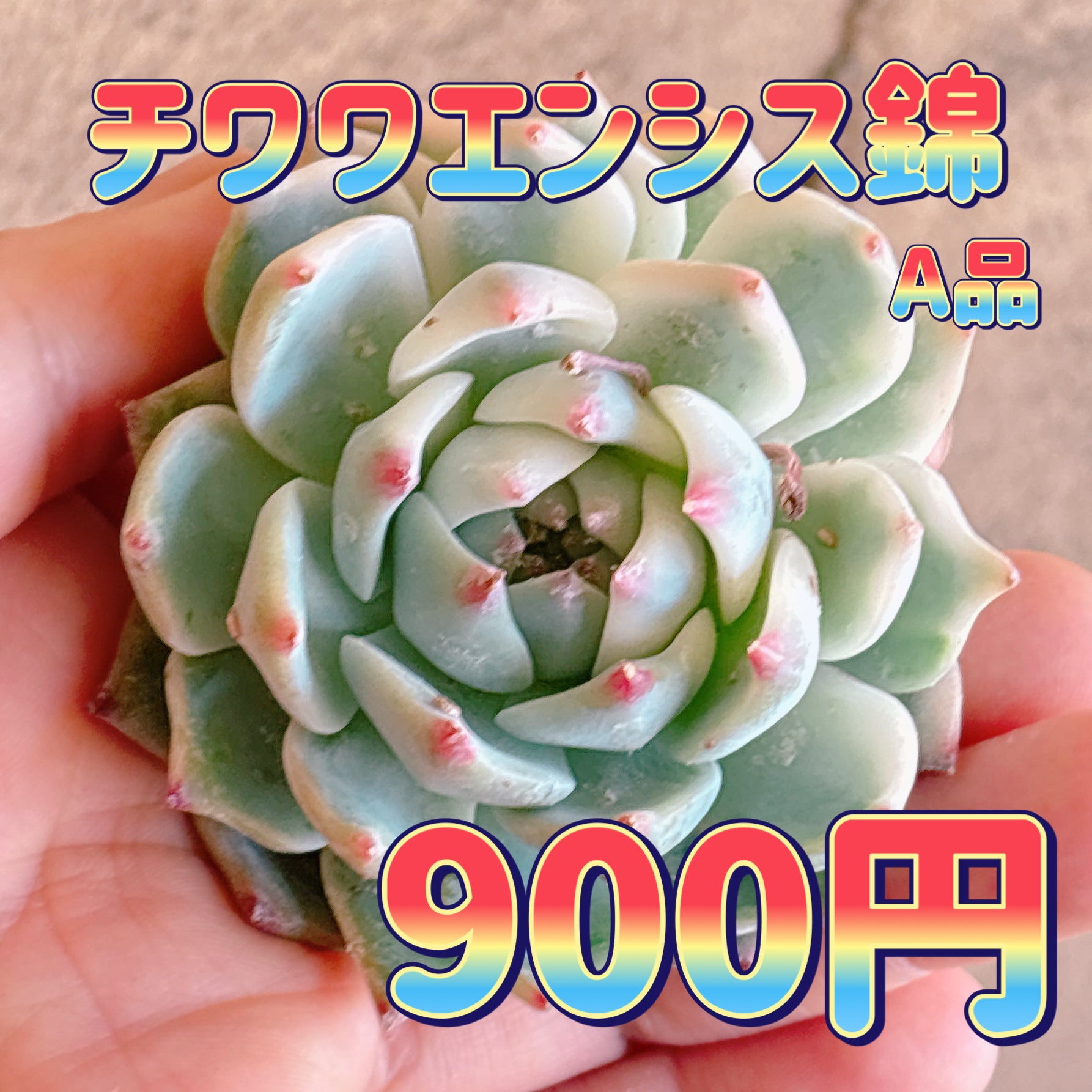 チワワエンシス錦 A品 カット苗 – Bull Succulent