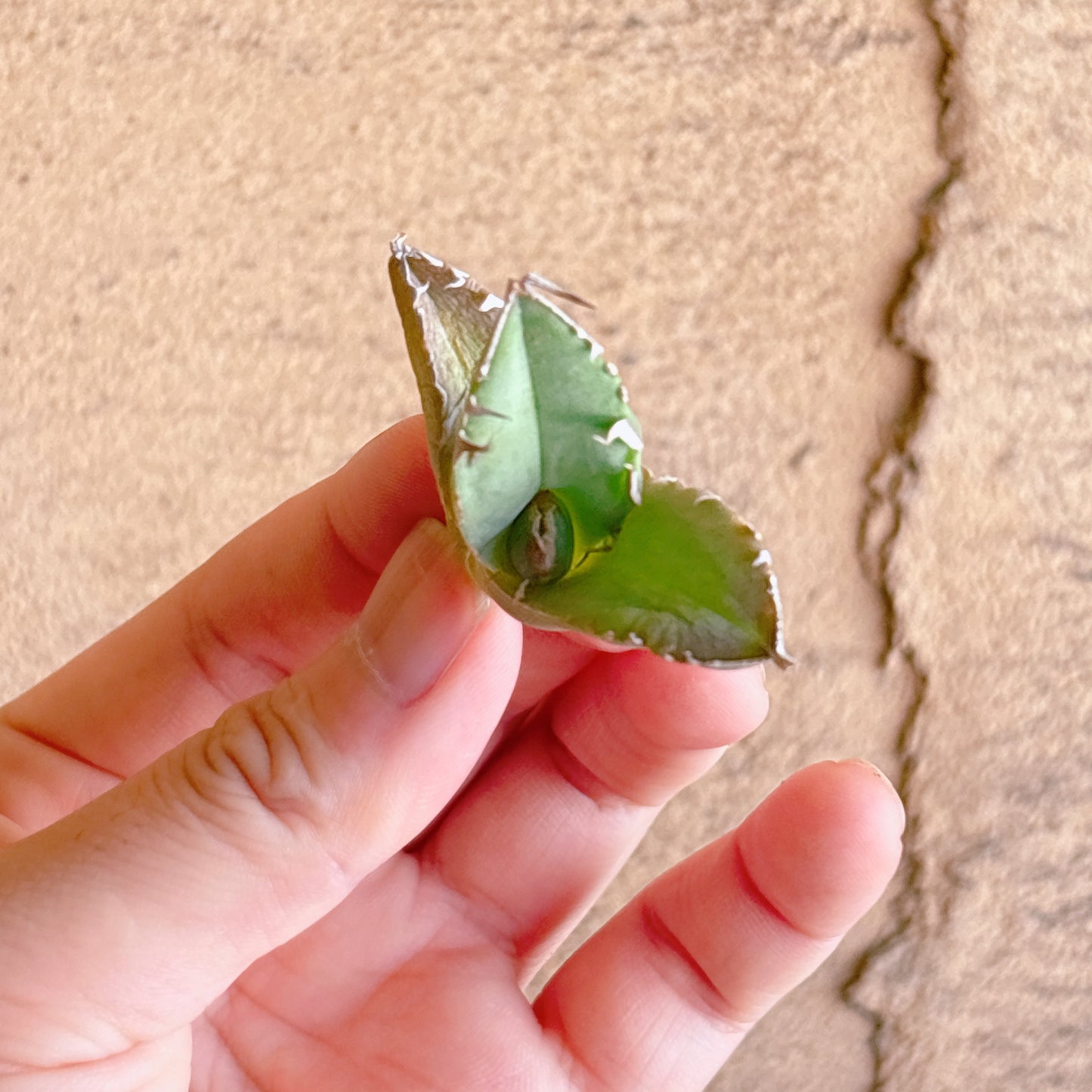 白犀牛 A品 カット苗