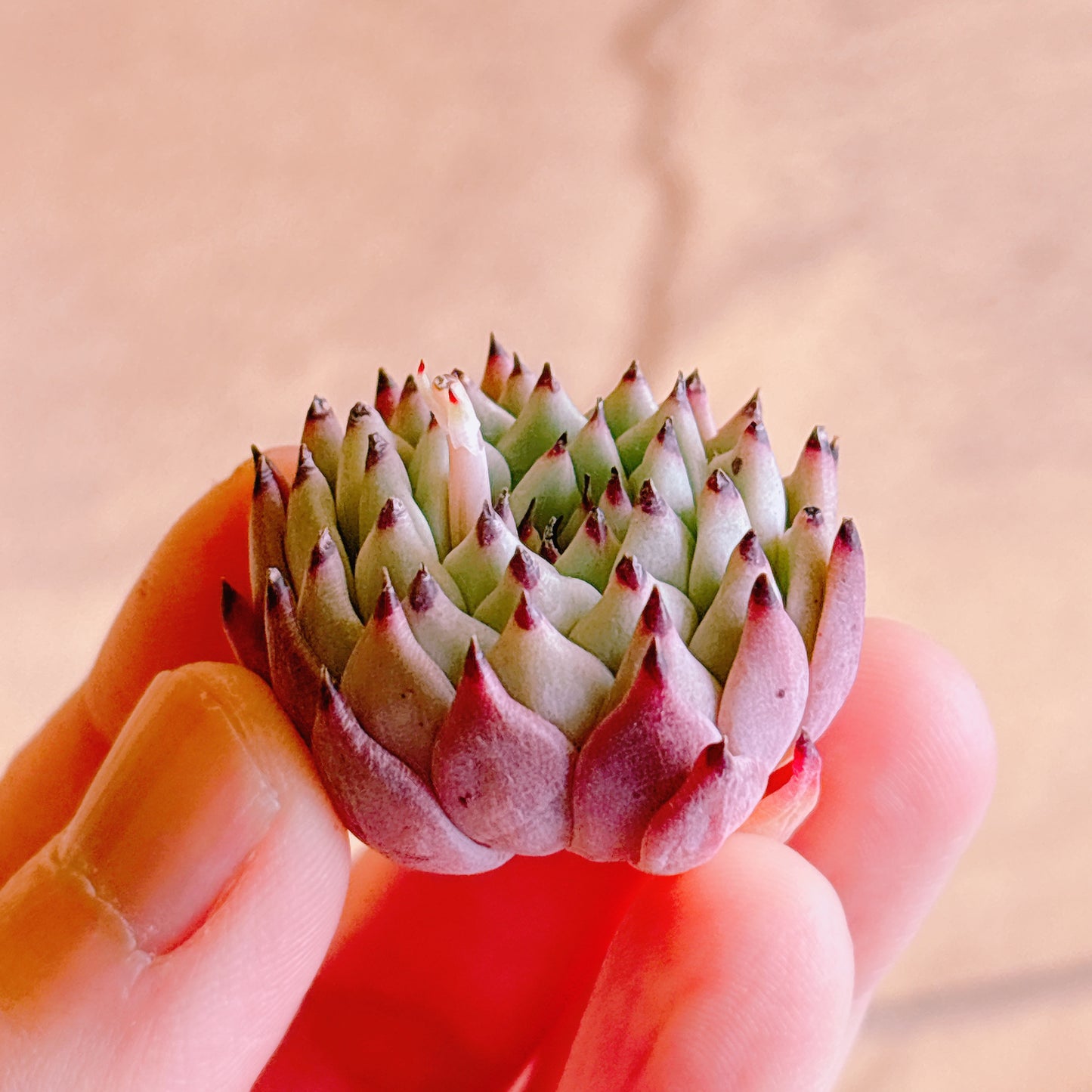 オリジナルザラゴーサ A品 カット苗