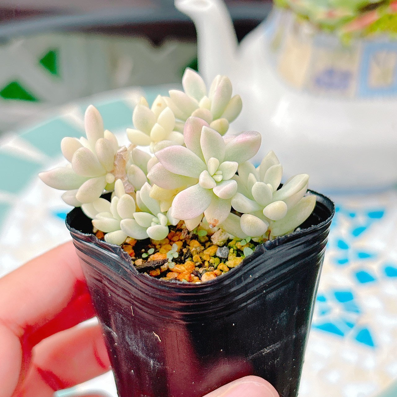 達磨姫秋麗錦 A品 25