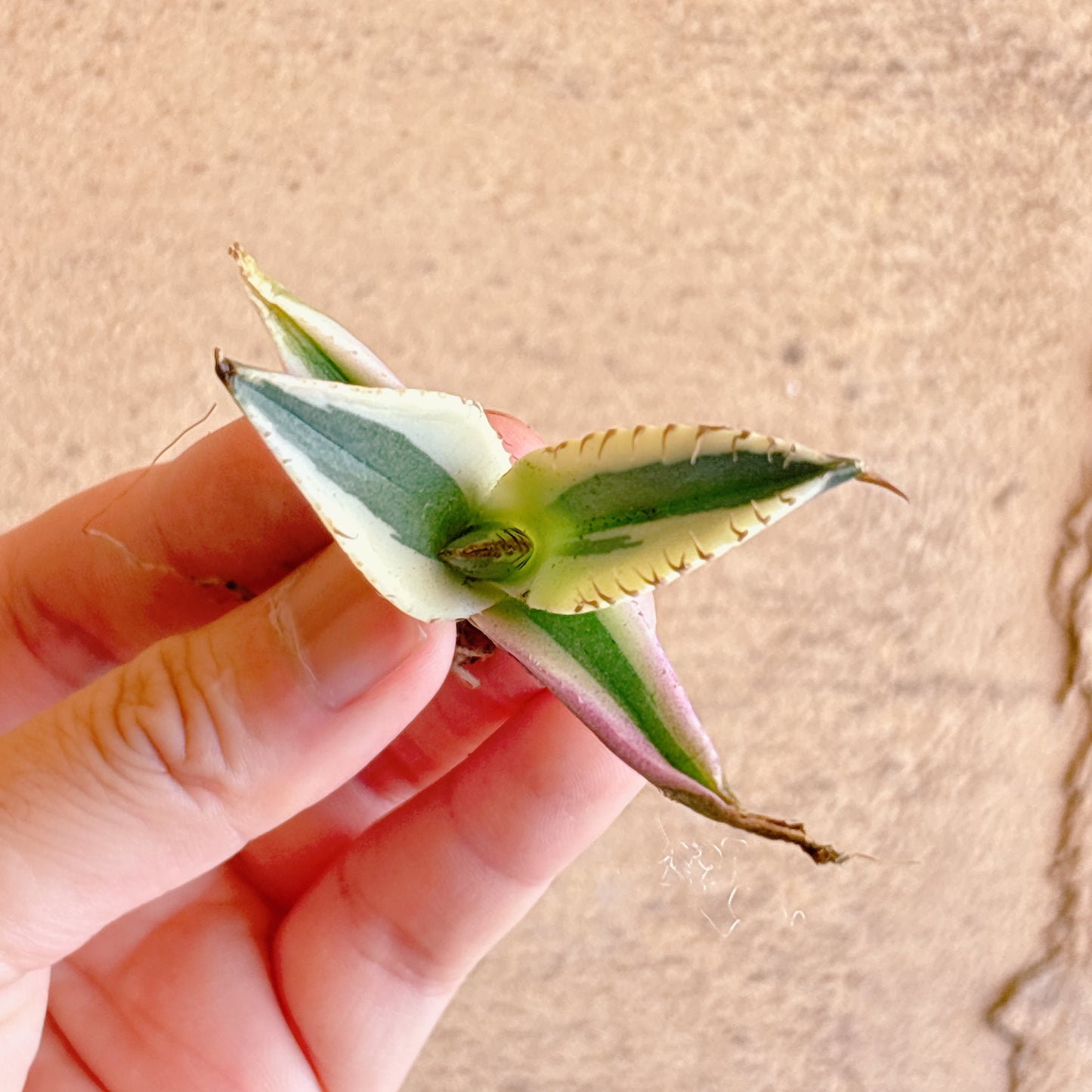 スナグルトゥース A品 カット苗