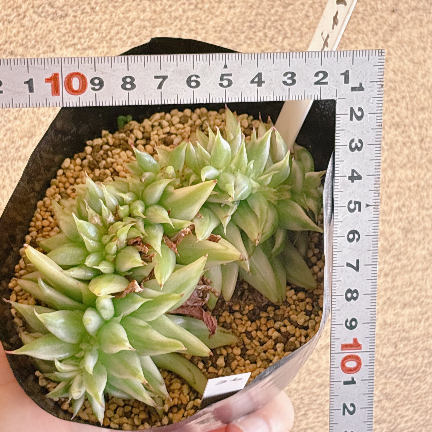 鯱 【1-36】