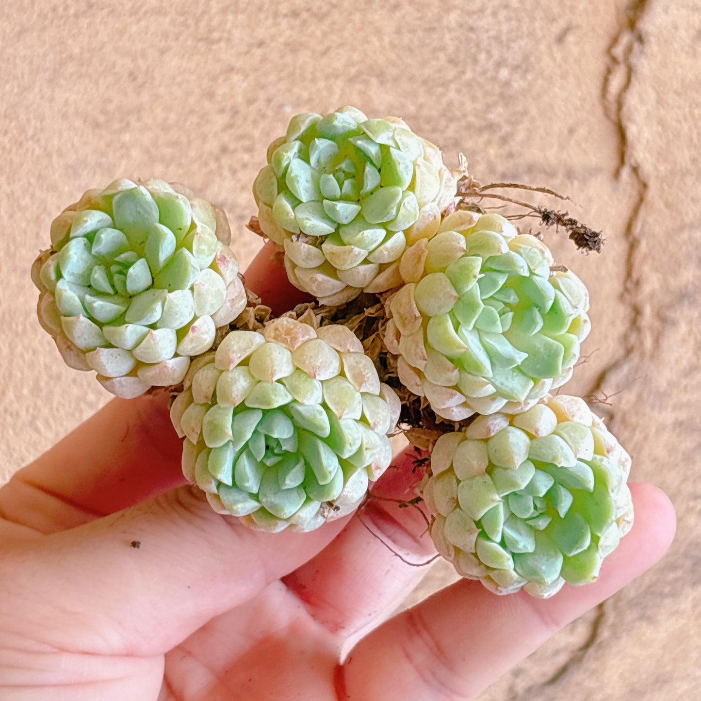 ヨウシニシキ群生 A品 カット苗