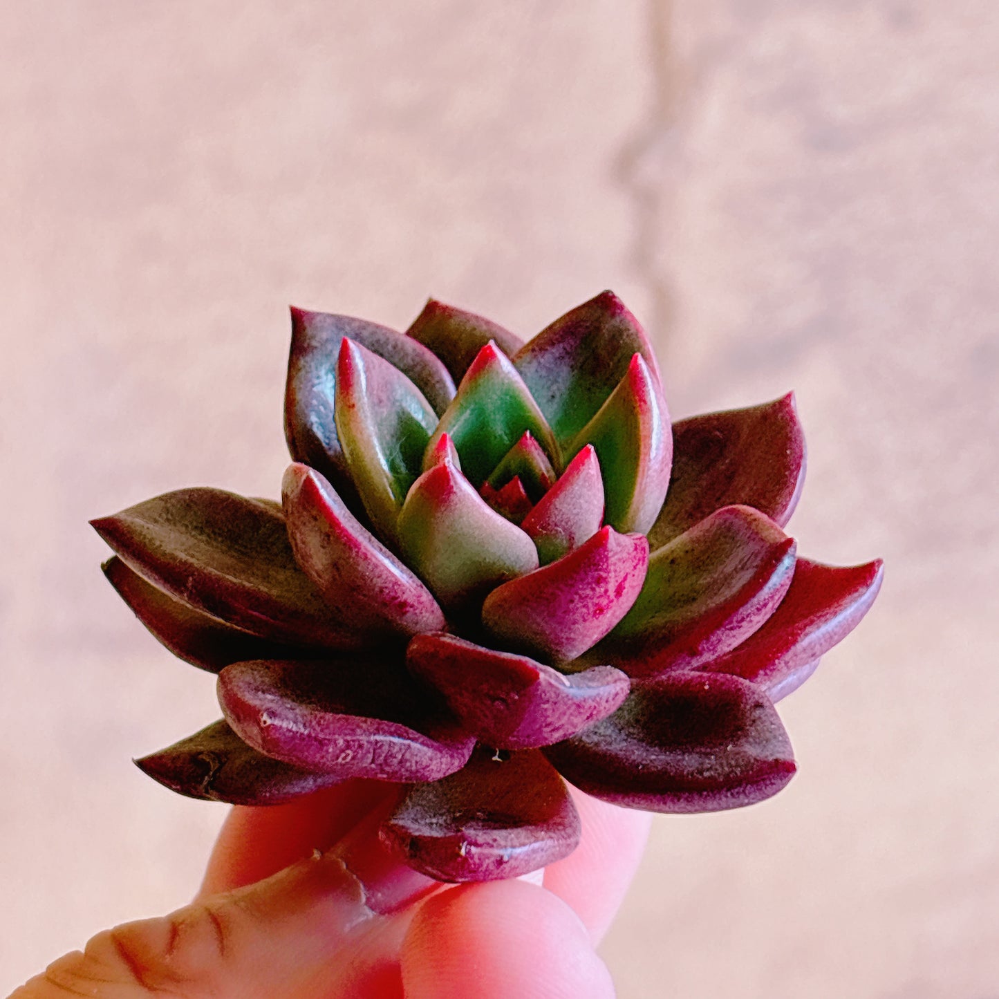 シャープト A品 カット苗