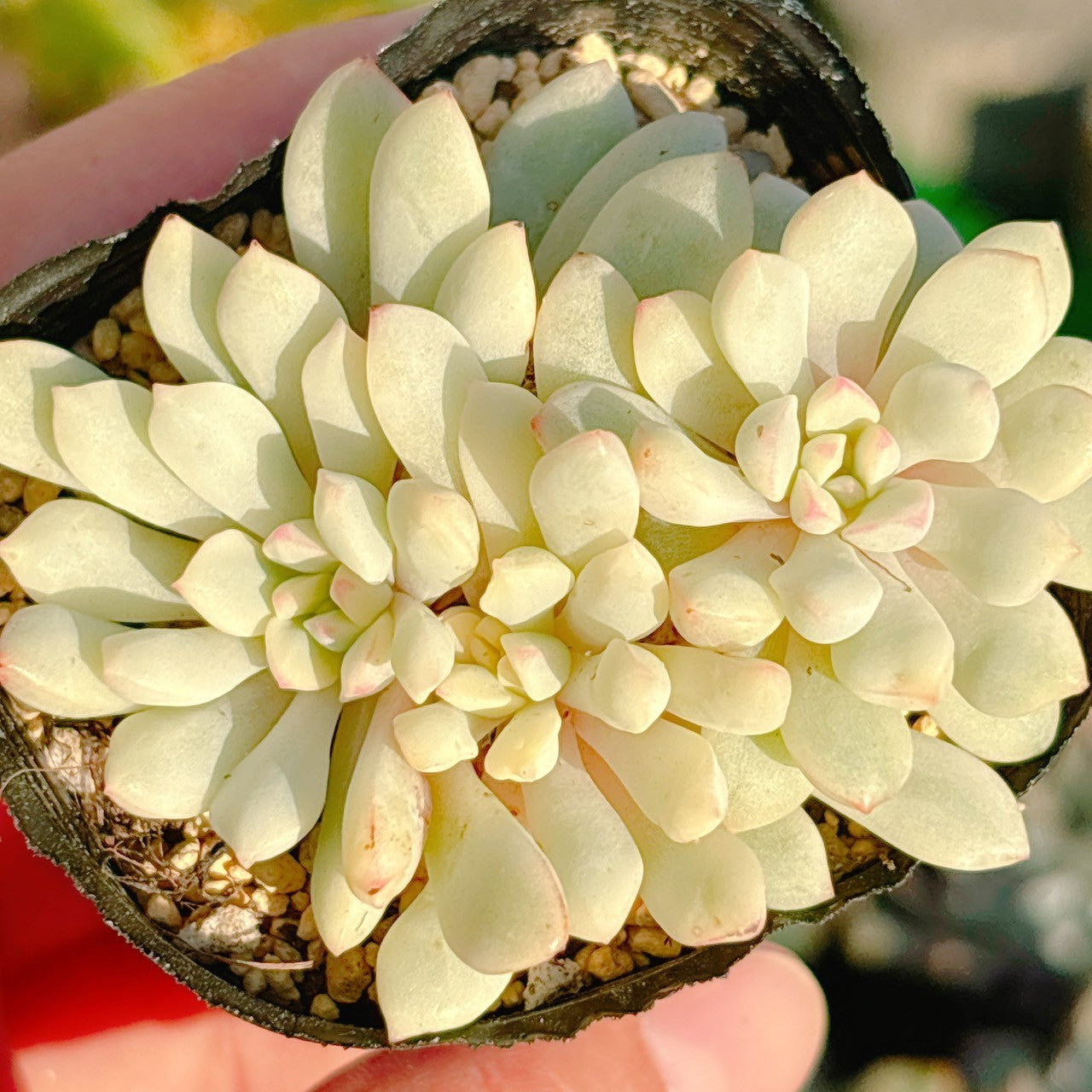 萌豆錦 A品 10 – Bull Succulent