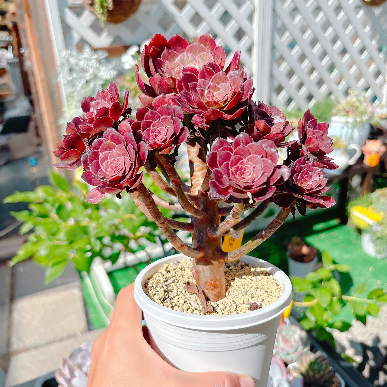 花火 群生 特級品 ①