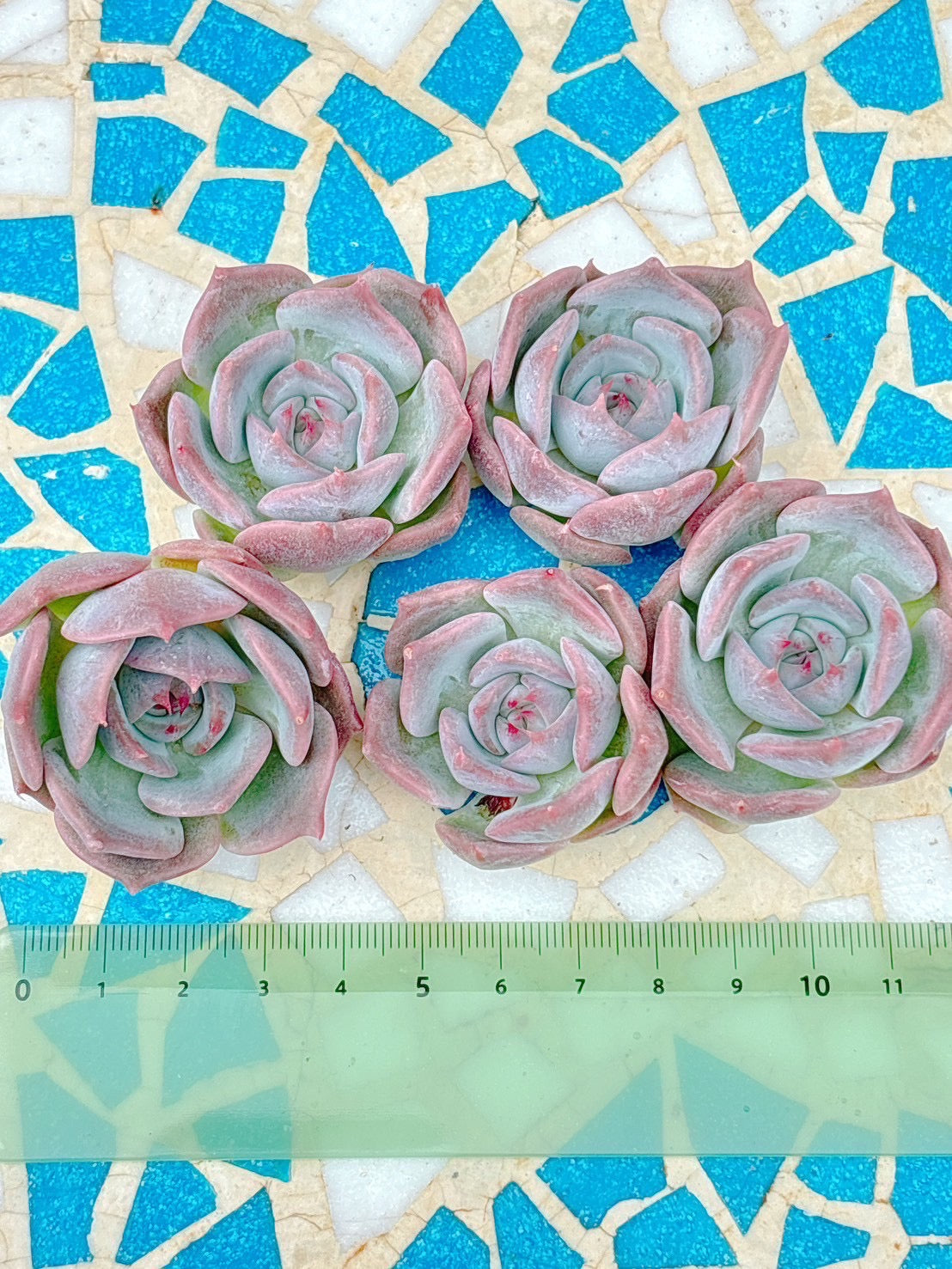 綺羅星 A品