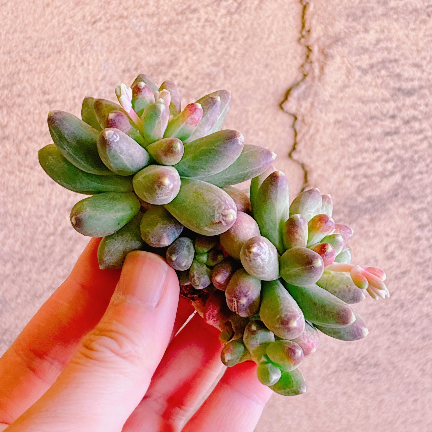 千代田の松 A品 カット苗