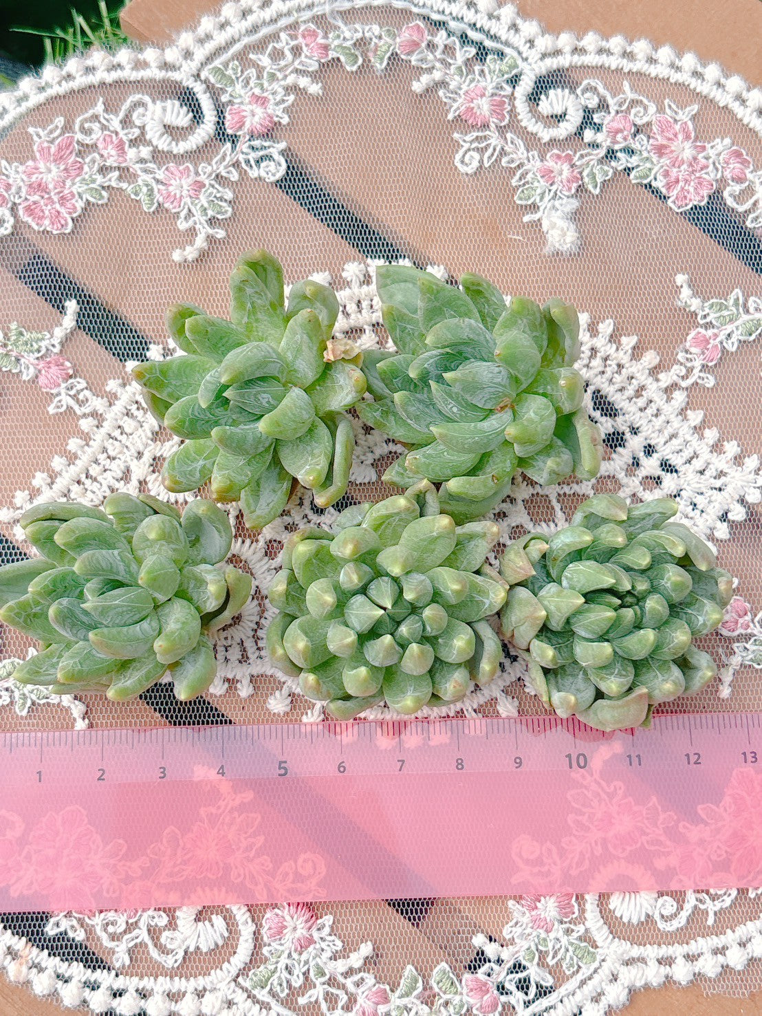 クリスタルビューティー A品