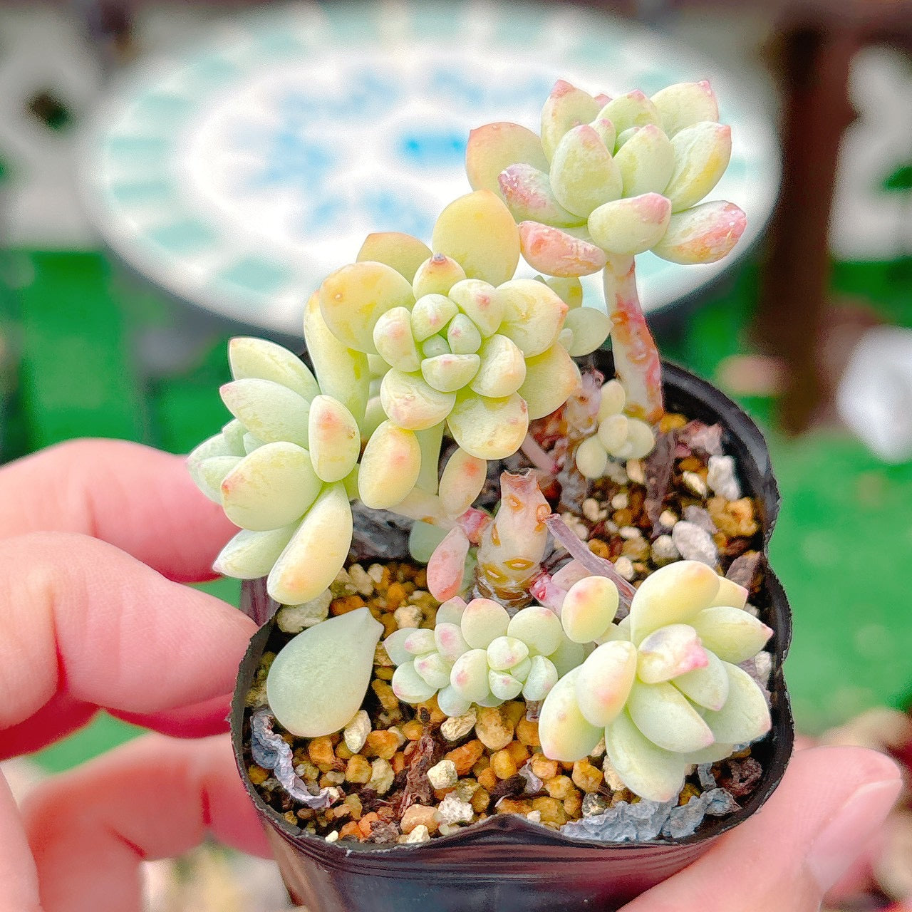 氷の花 A品 15