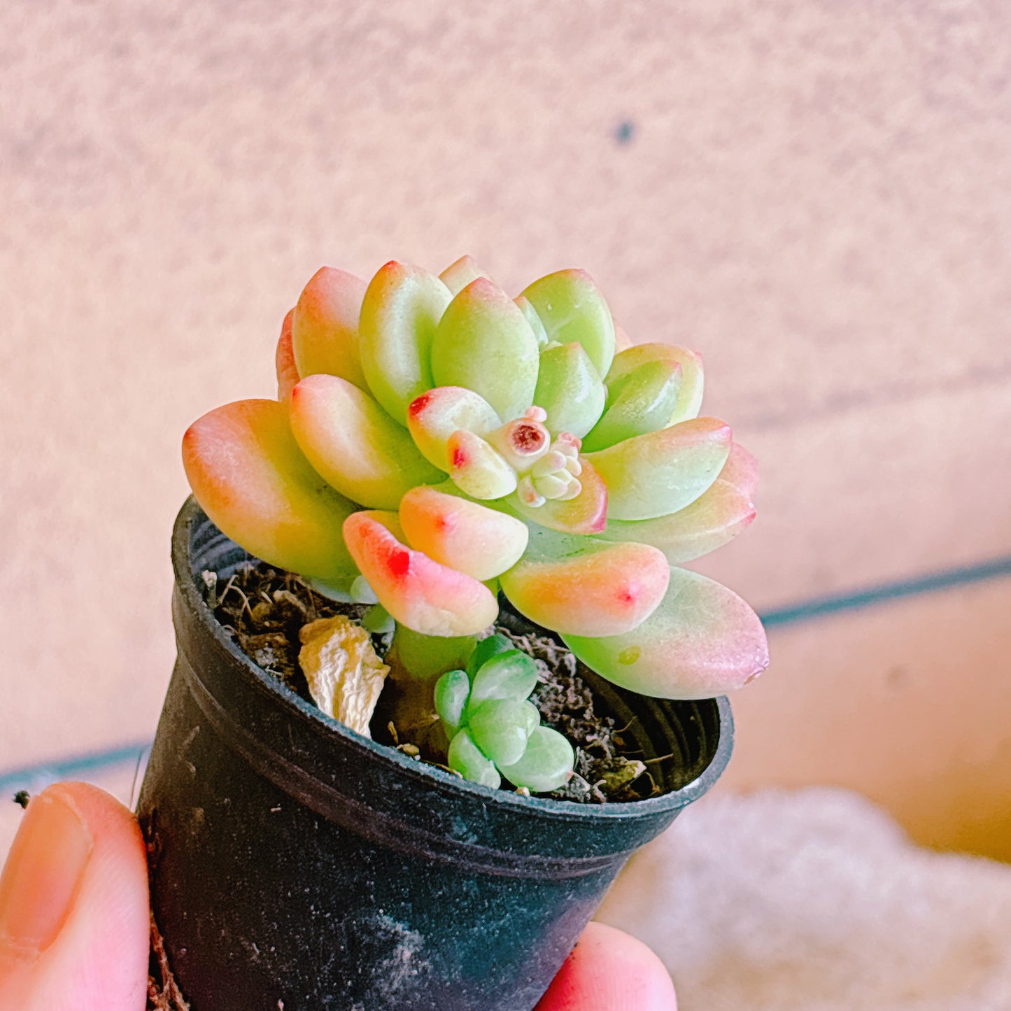 シャングリラ A品 根付き苗