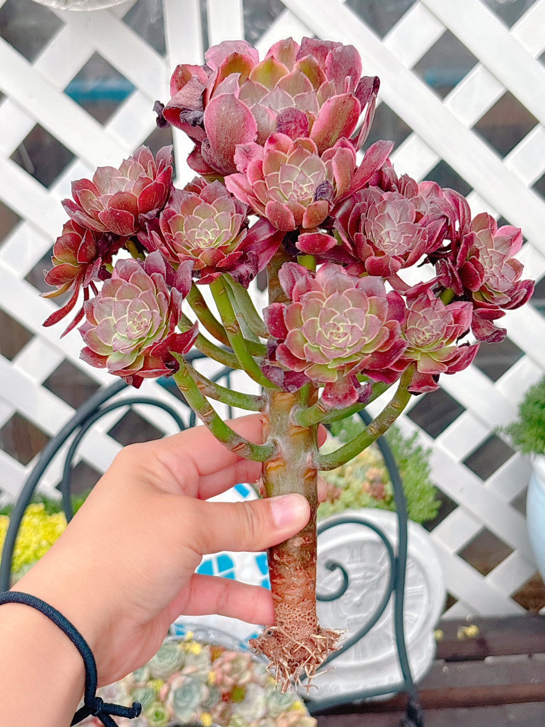 花火群生 特級品