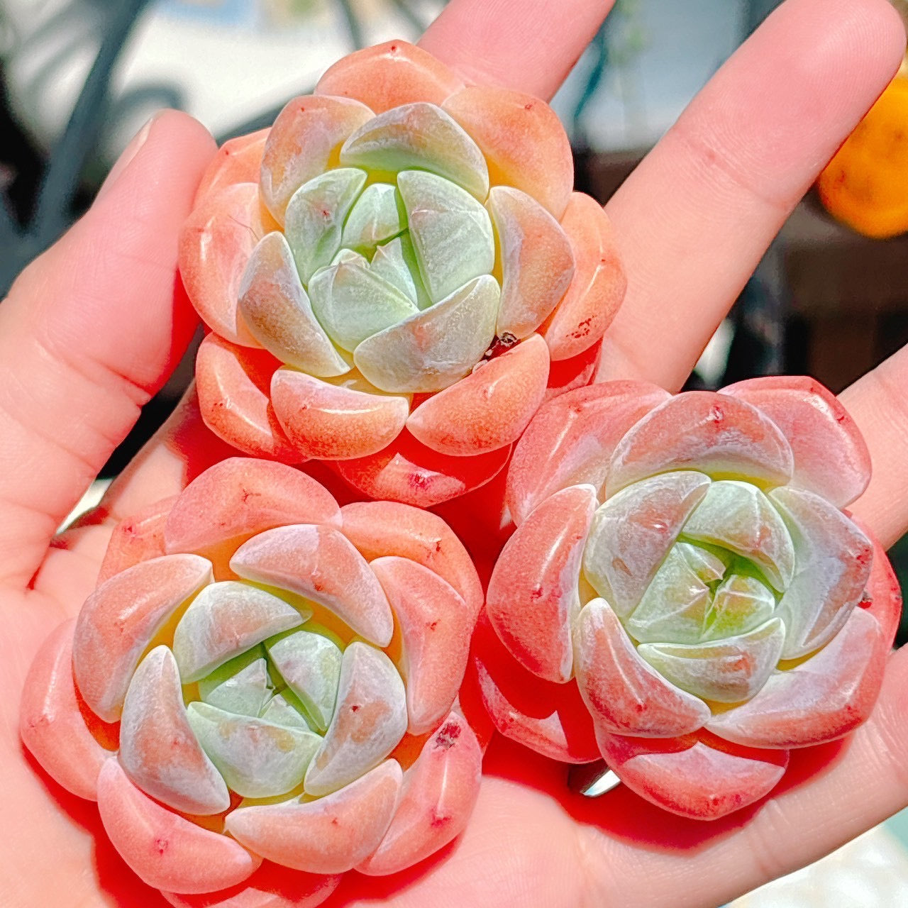 ハナビューティー A品